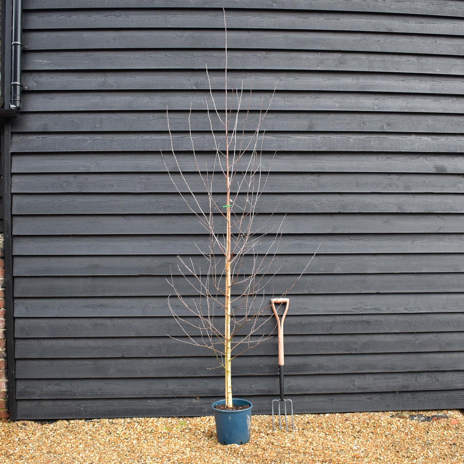 Betula Pendula | European White Birch - Height 180-280cm - 12lt