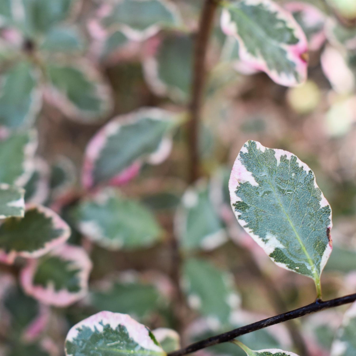 Pittosporum tenuifolium 'Victoria' - Shrub - Height 160-180cm - 25lt