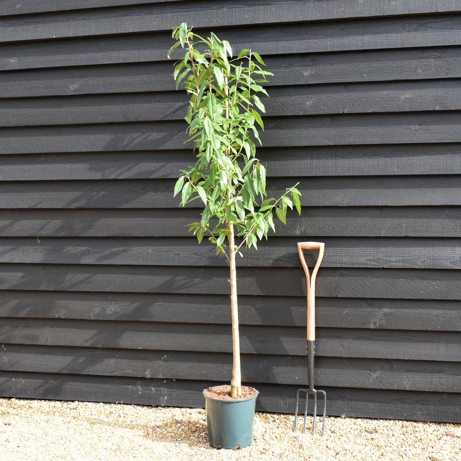 Prunus Dulics | Flowering Almond Tree, Height 170-180cm , 12lt