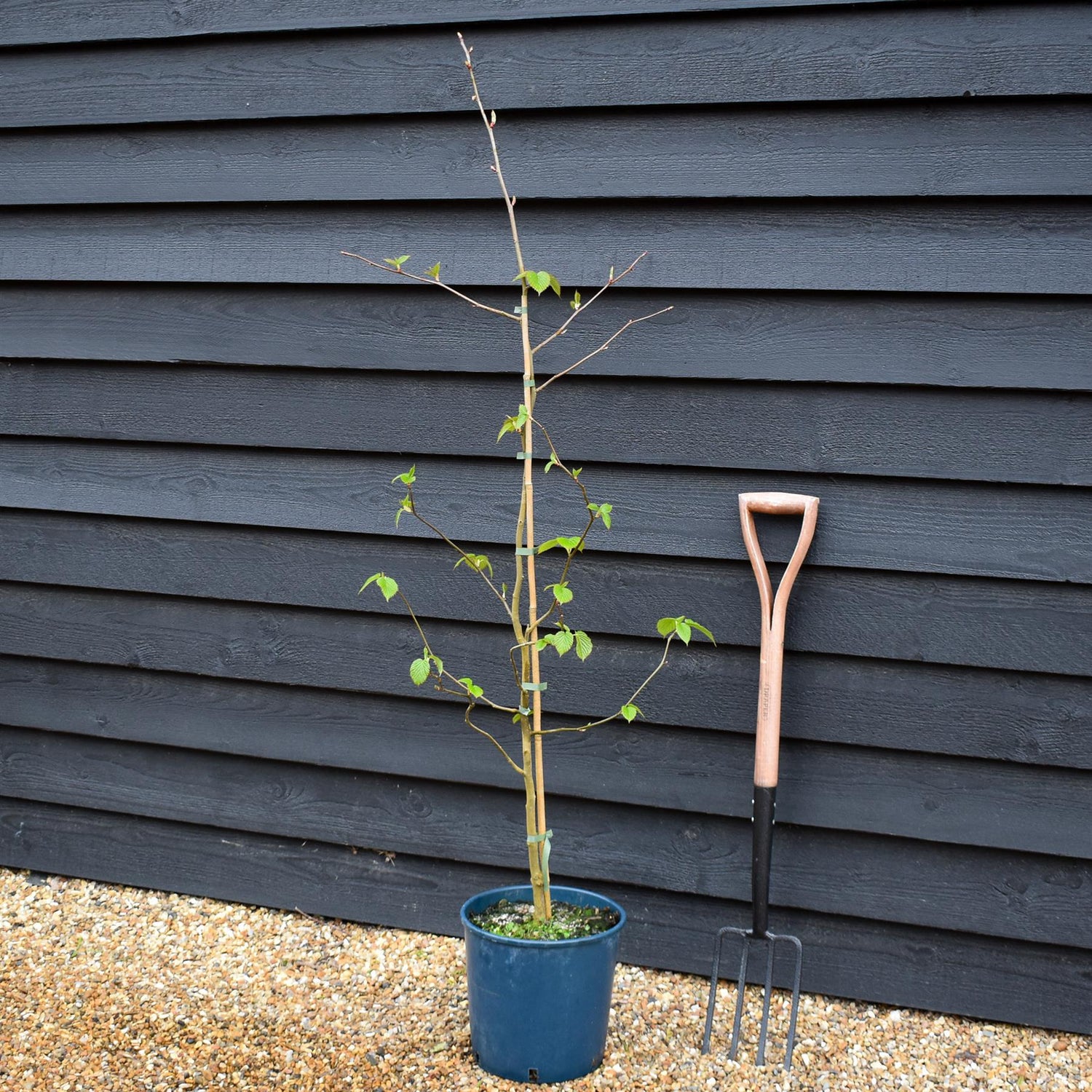 Davidia involucrata | Hankerchief Tree - Height 150-170cm - 12lt