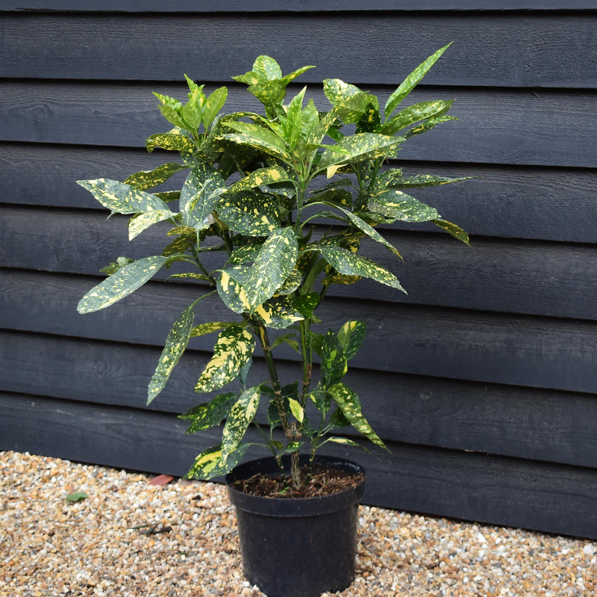 Aucuba japonica 'Mr Goldstrike' - Height 90-110cm -12lt