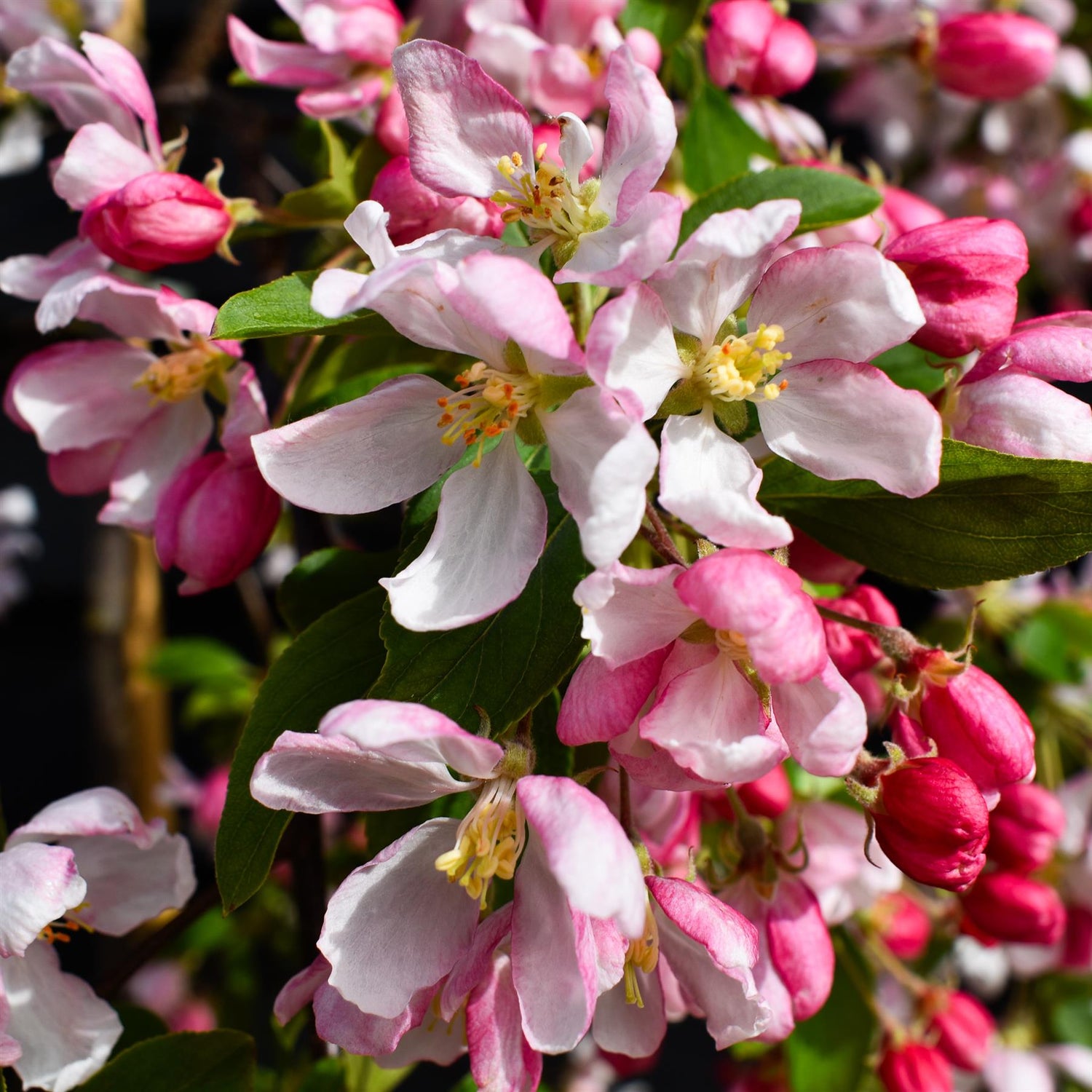 Malus Sun Rival | Weeping Crab Apple Tree - 160-180cm, 10lt