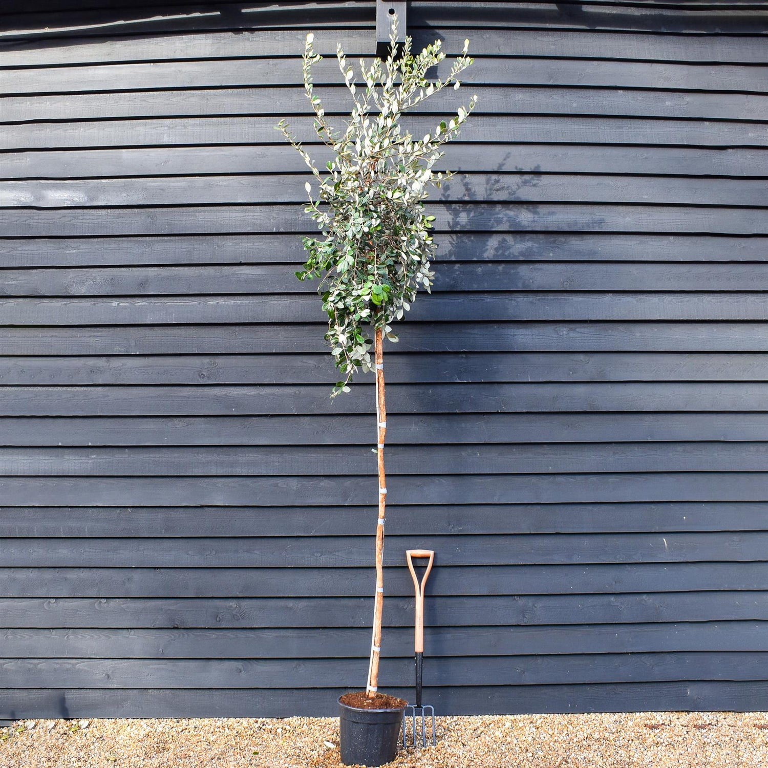 Feijoa (acca) sellowiana | Pineapple guava - Standard - Clear Stem 180cm - Height 300-330cm - Girth 6-8cm - 40lt