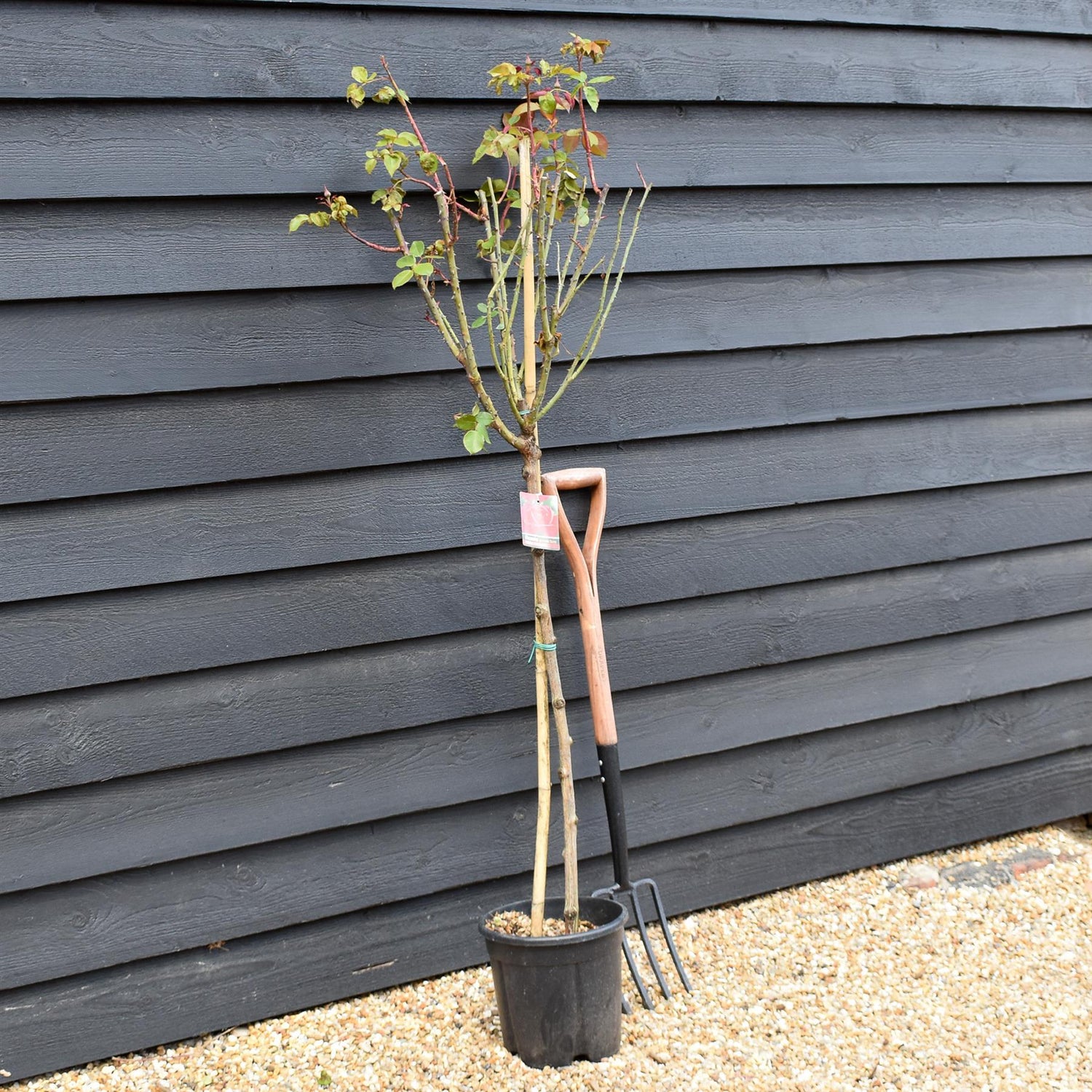 Rose 'Bengala' - Clear Stem 80-90cm - Height 130-160cm - 18lt