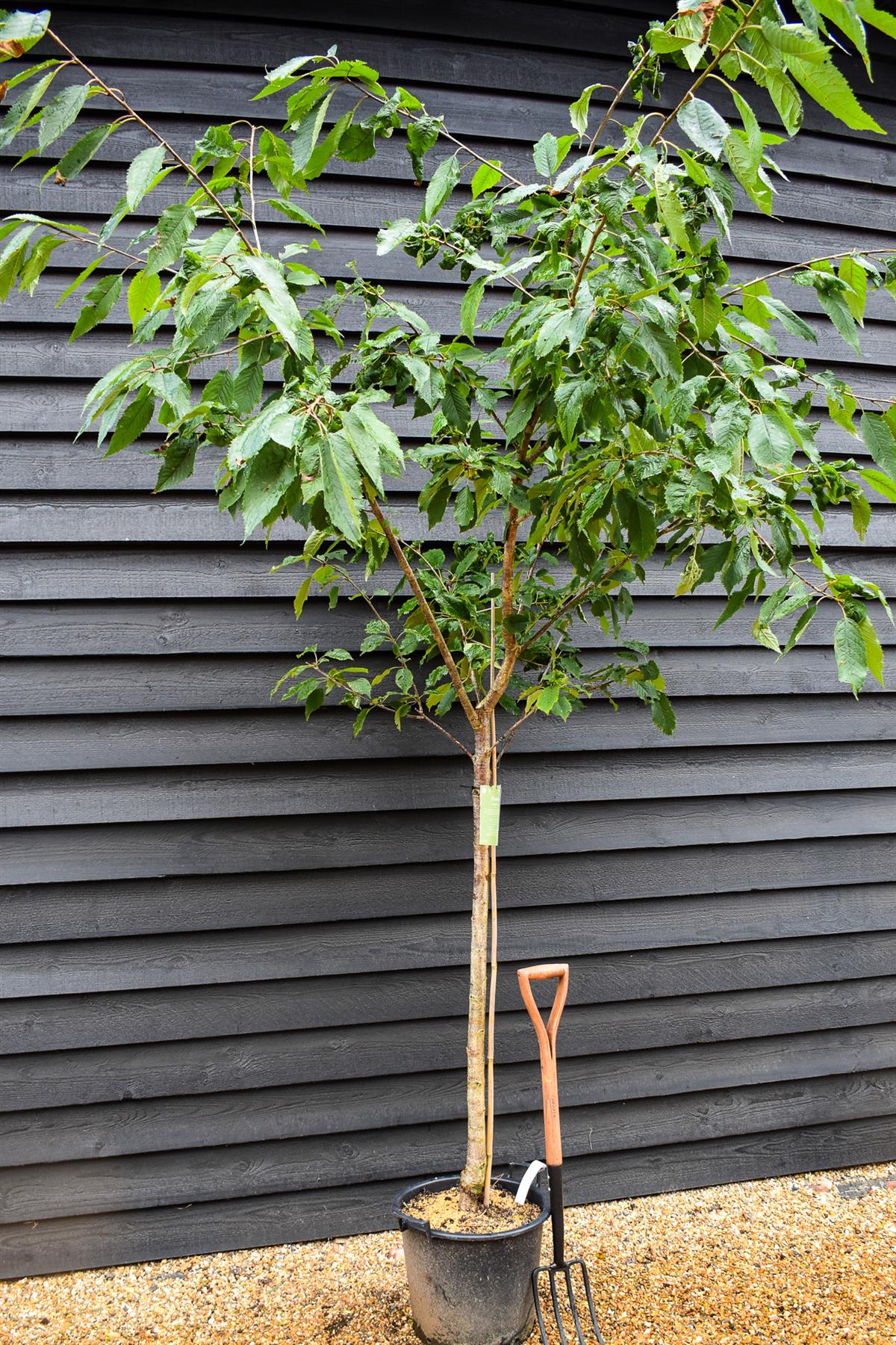 Double flowered Wild Cherry | Prunus Avium Plena -  Height 220-250cm - Girth 10-12cm - 40lt