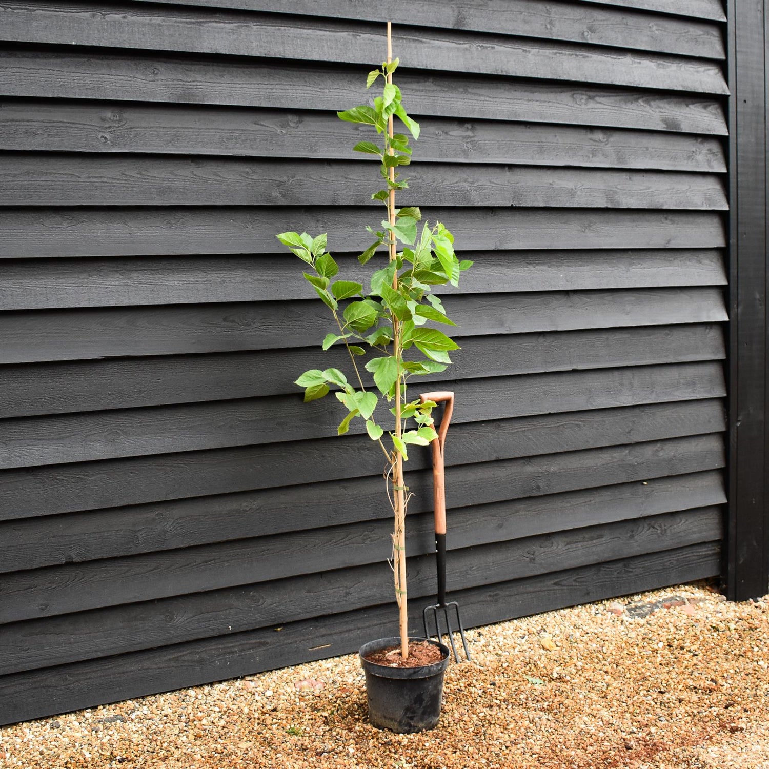 Morus alba | White Mulberry -  Height 190-200cm - 10lt
