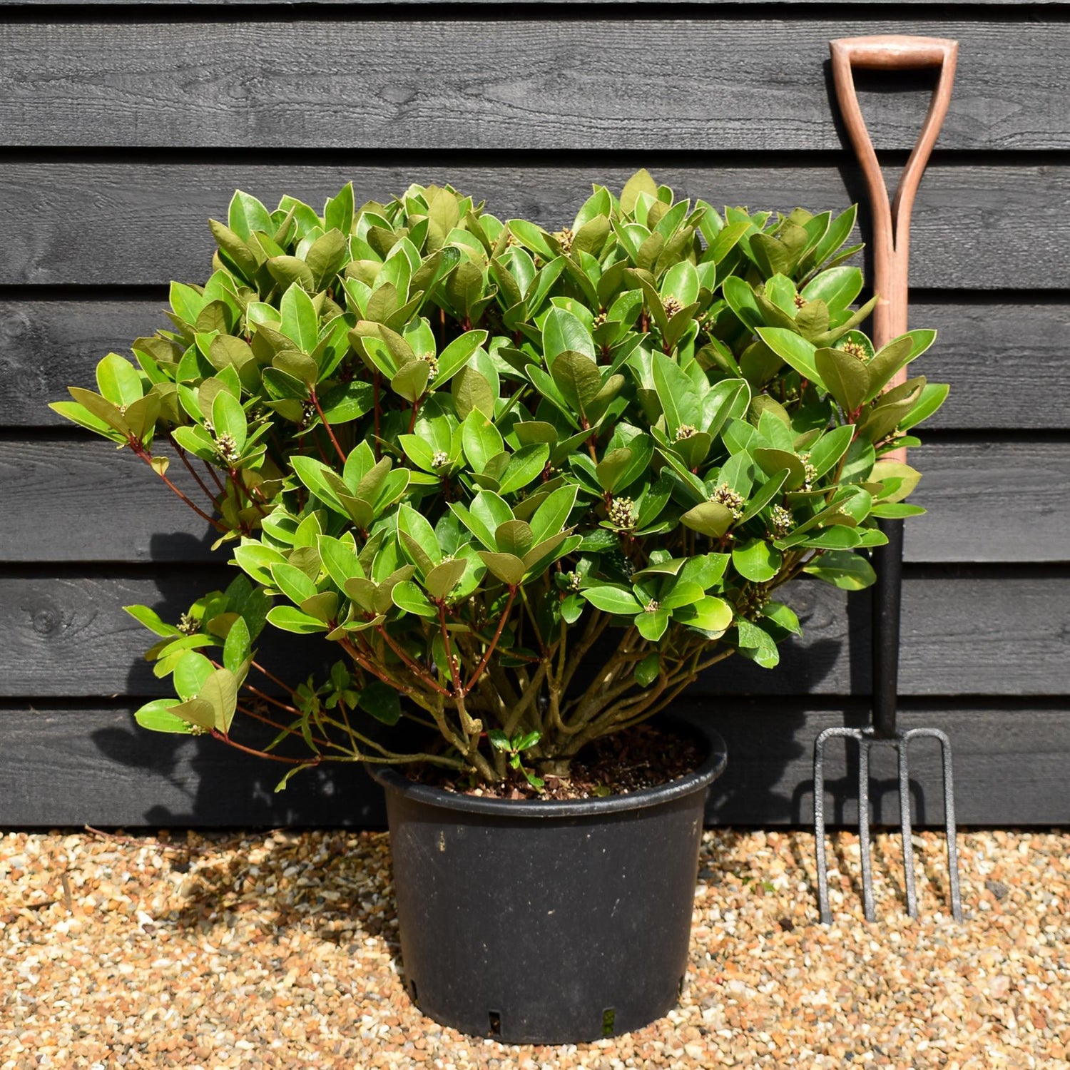 Skimmia japonica | Japanese skimmia - Shrub - Height 40-60cm - 20lt