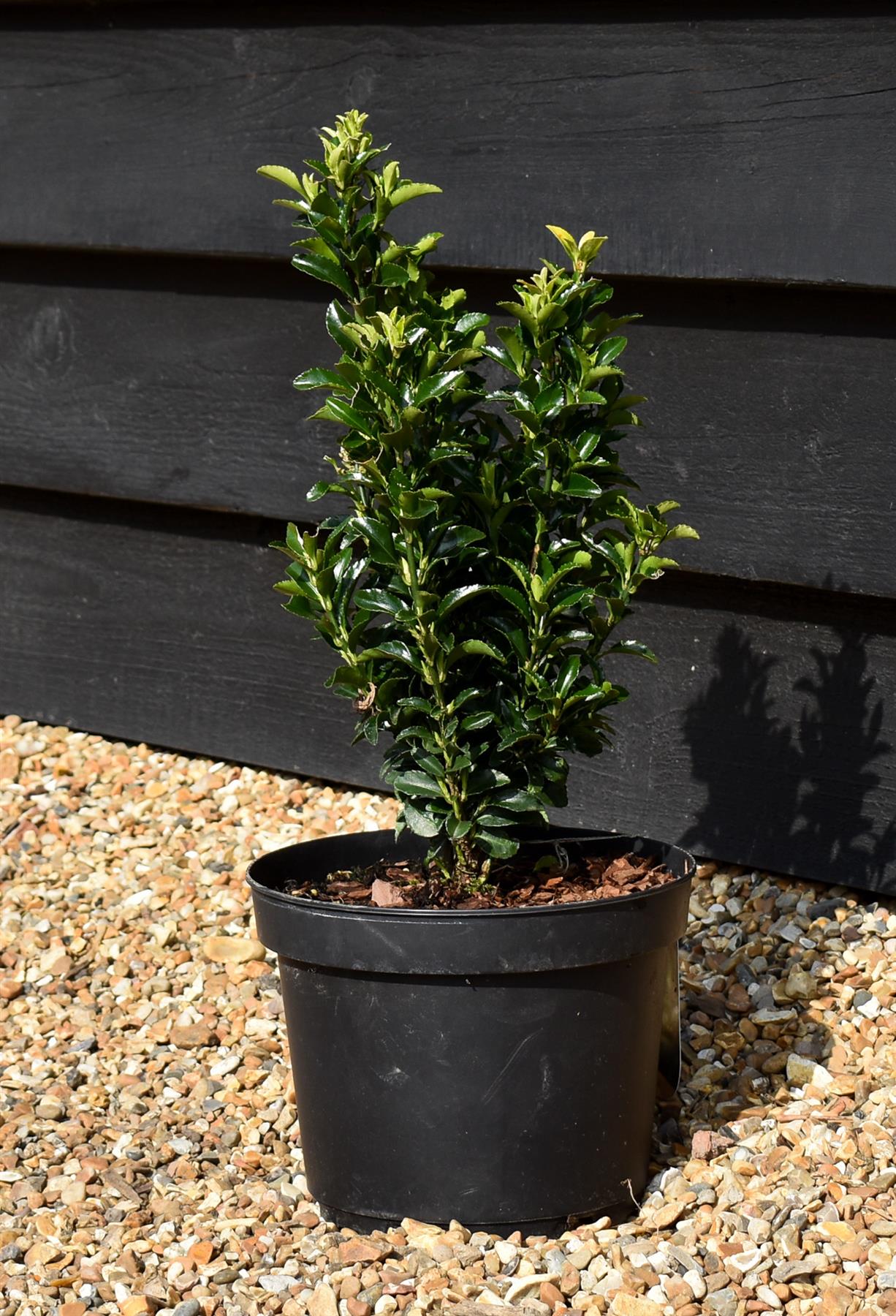 Euonymus japonicus 'Green Spire' - 30-40cm, 5lt