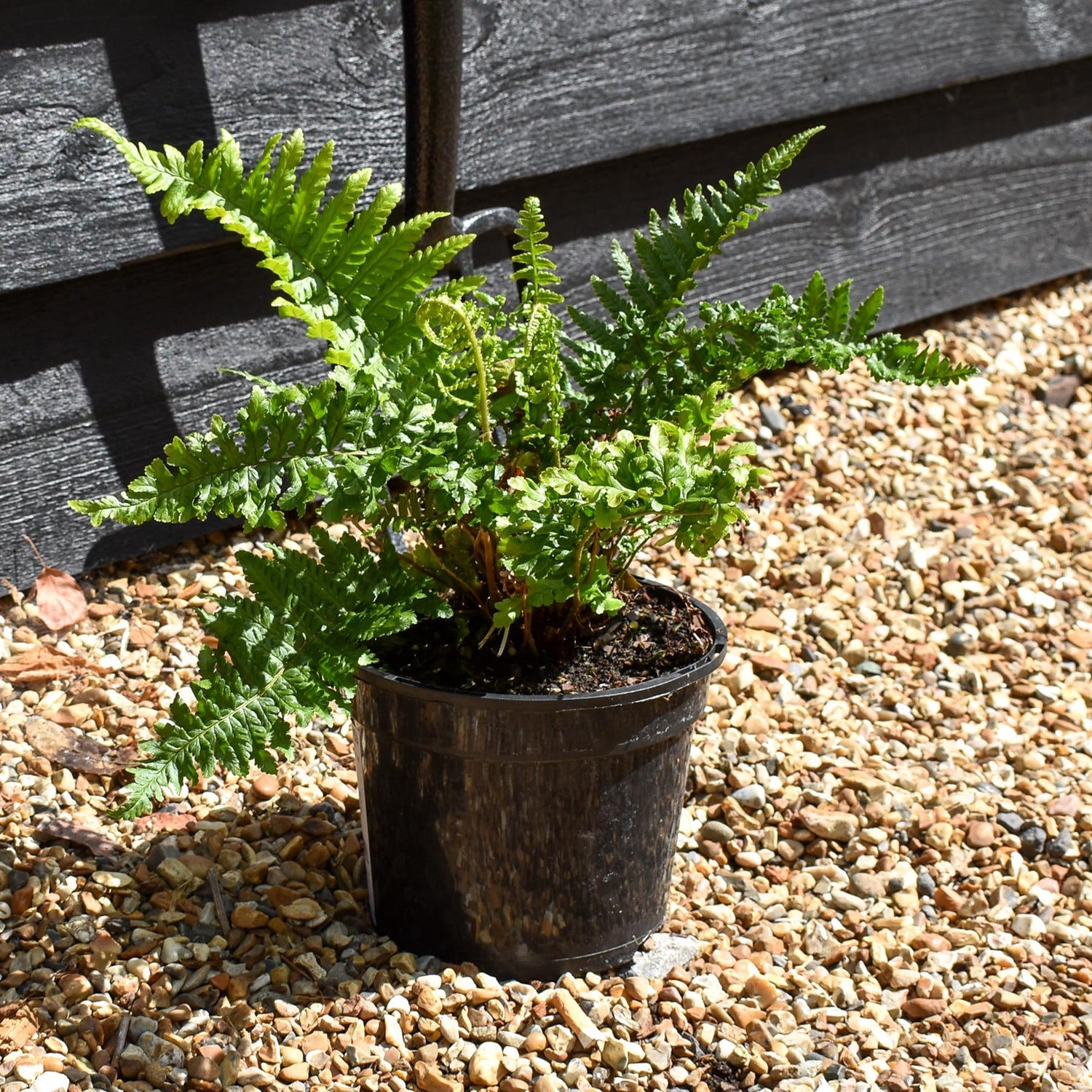 Dryopteris  filix-mas 'Crispa Cristata' - Ferns- Perennial - 3lt