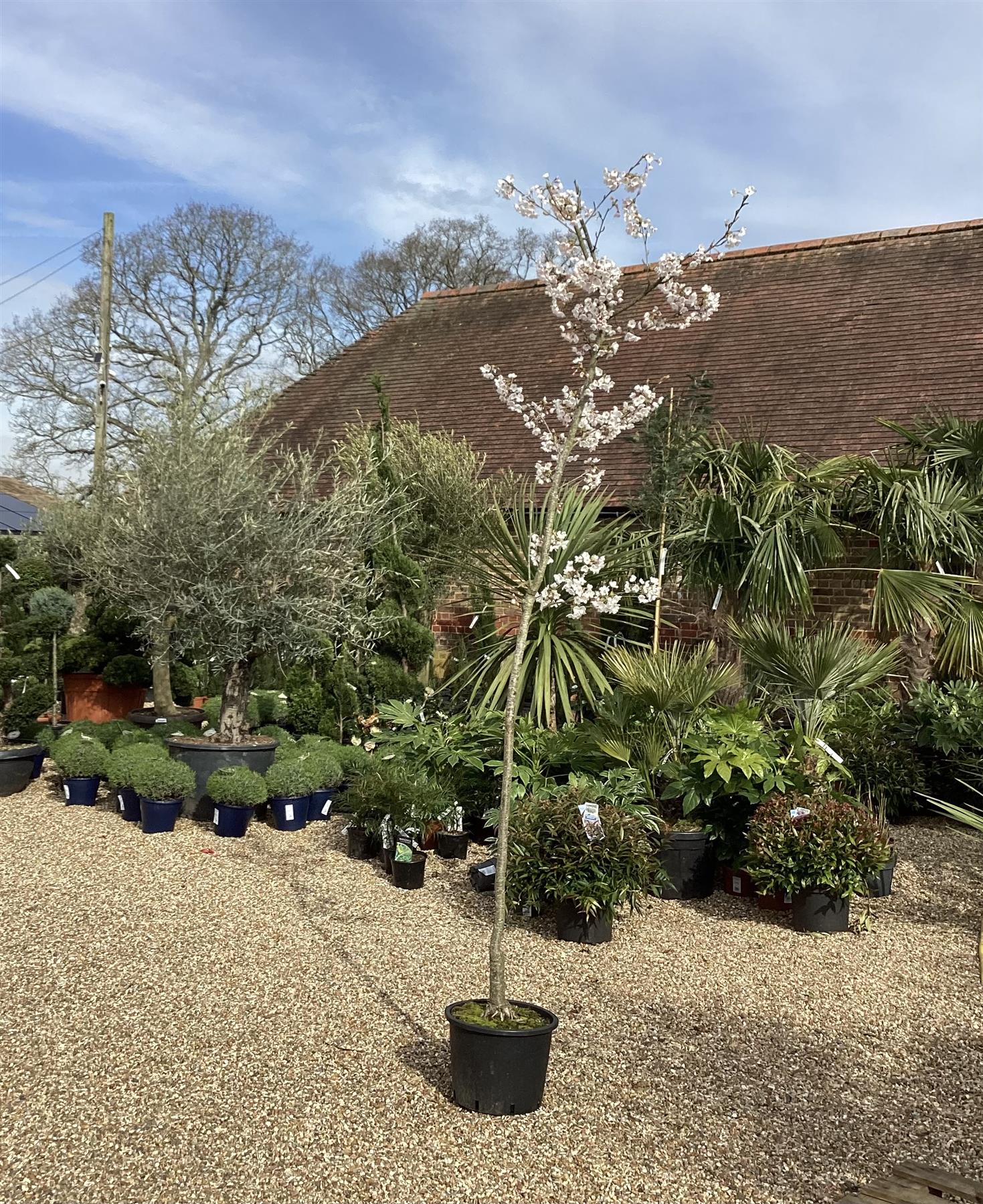 Prunus Pink Shell | Cherry 'Pink Shell' - 230-260cm, 20lt