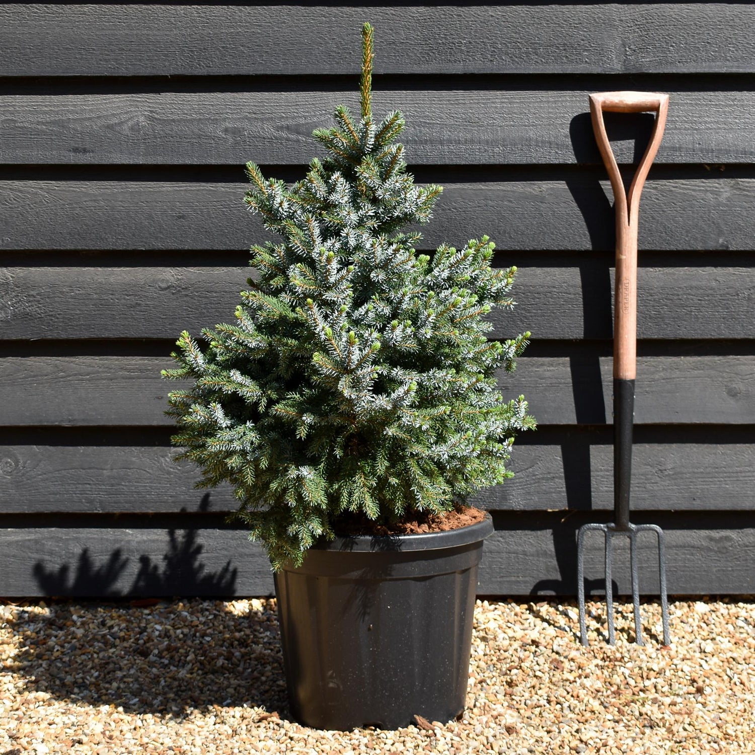 Picea Omorika Nana | Dwarf Serbian Spruce - Height 80cm - 20lt