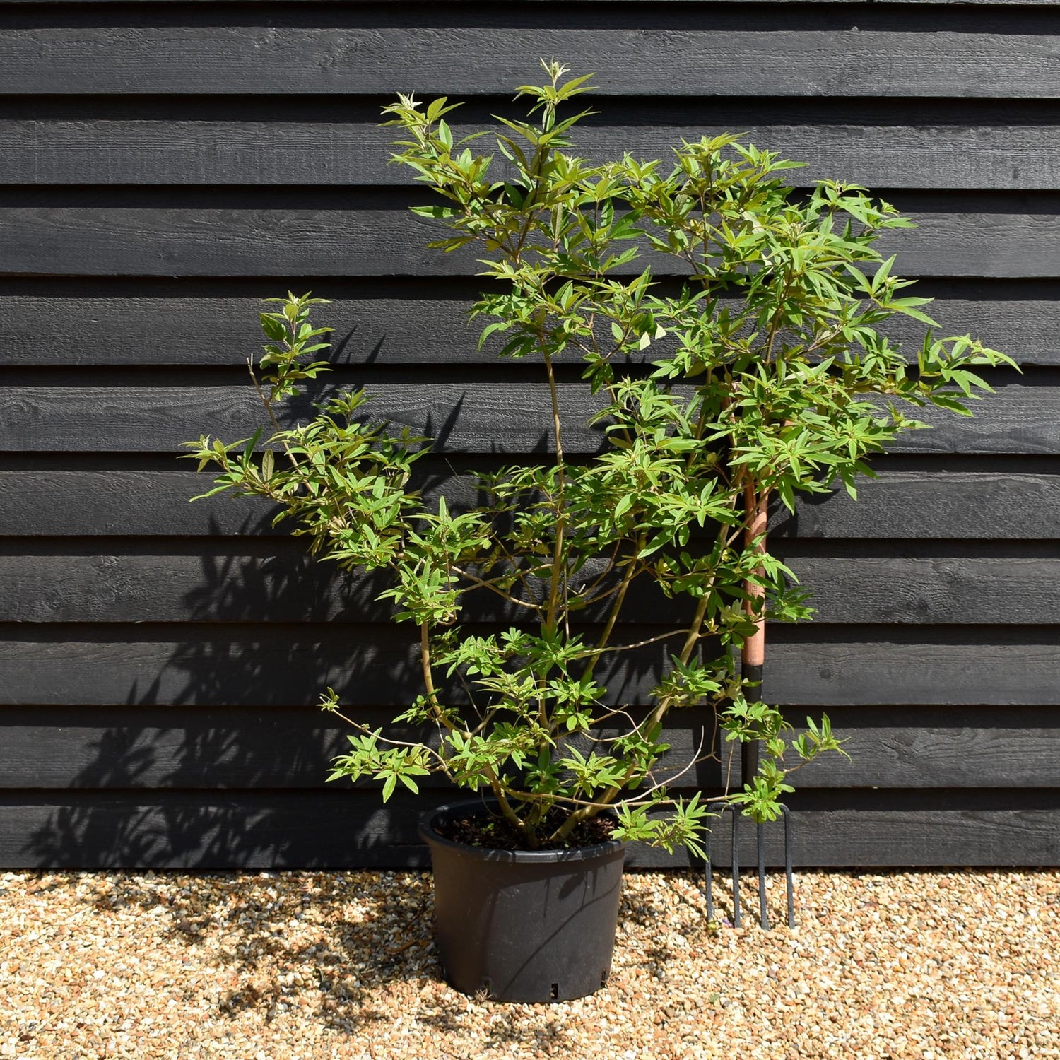 Vitex agnus-castus| Chaste tree - Height 60cm-70cm - 20lt