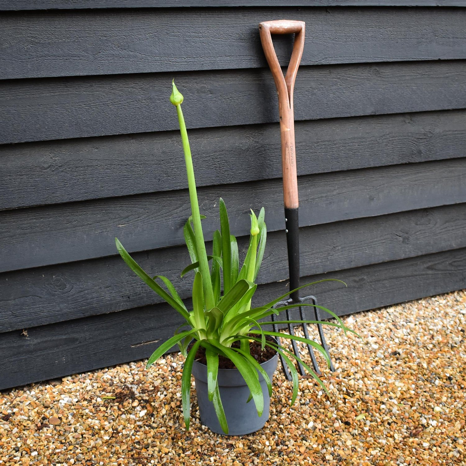 Agapanthus 'Midnight Moon' - Height 50-70cm -5lt
