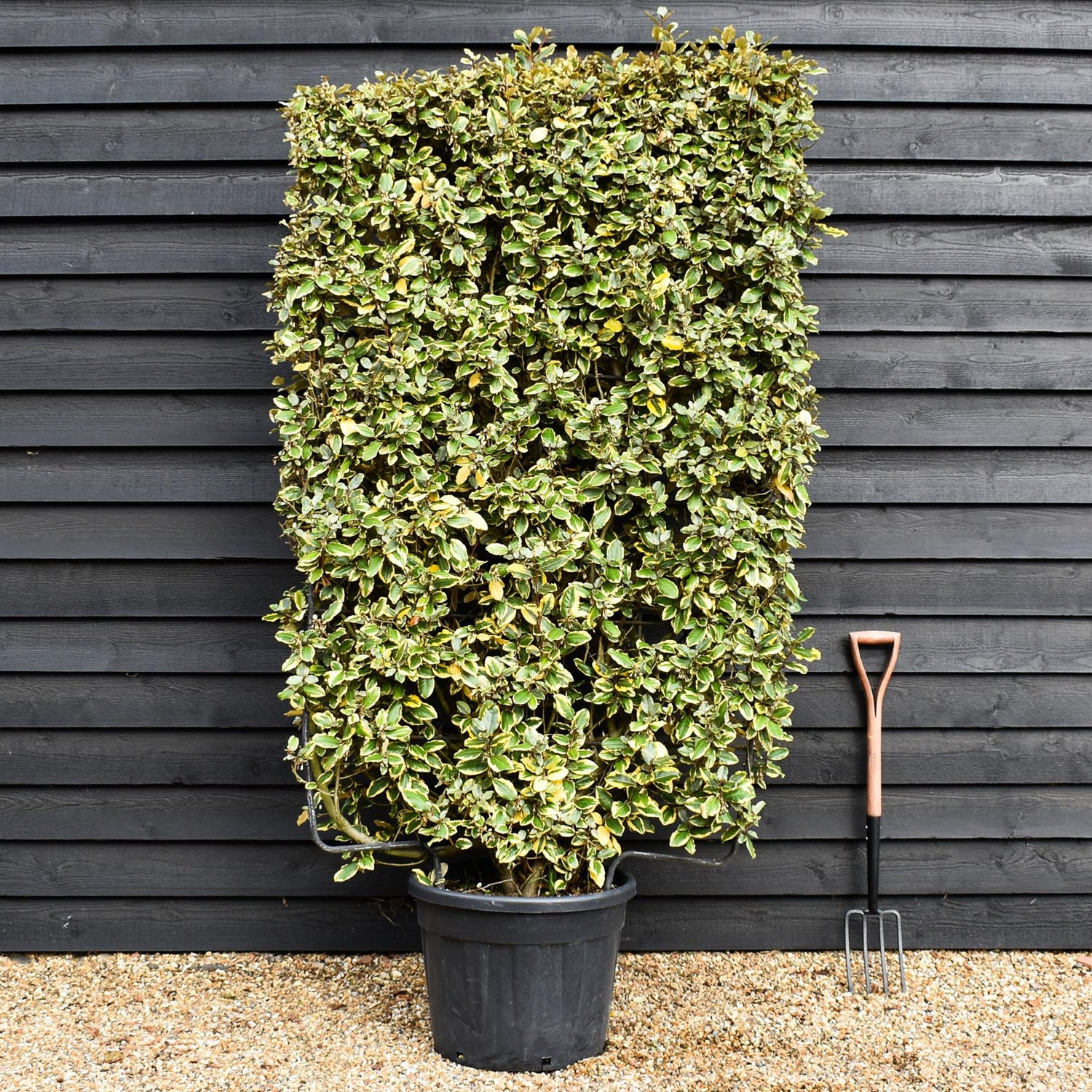 Elaeagnus 'Viveleg' | Oleaster 'Viveleg' - Metal Frame - 220cm - 55lt