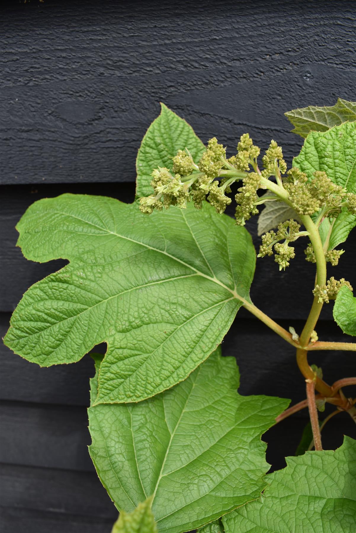 Hydrangea quercifolia | Oak-leaved hydrangea - 60-80cm, 10lt