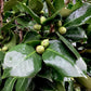 Camellia Japonica - C.M. Hovey - Pink - Single Stem 100cm - Height 180cm - 45lt