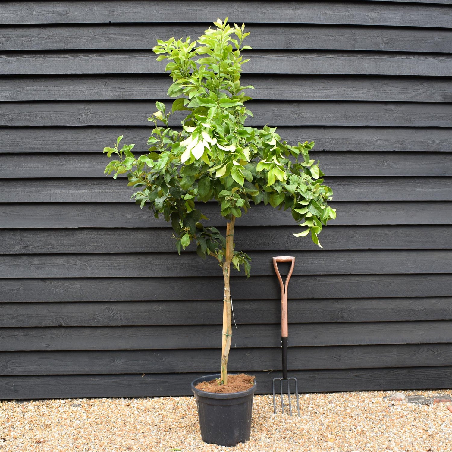 Lemon Tree | Citrus Limonero' - Tree -  Clear Stem 50cm - Height 180-190cm - 25lt