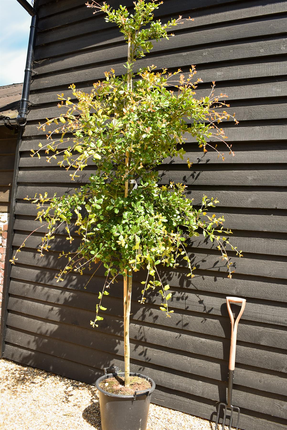 Black Ridge Oak | Quercus phillyreoides -  Height 220-280cm - 30lt