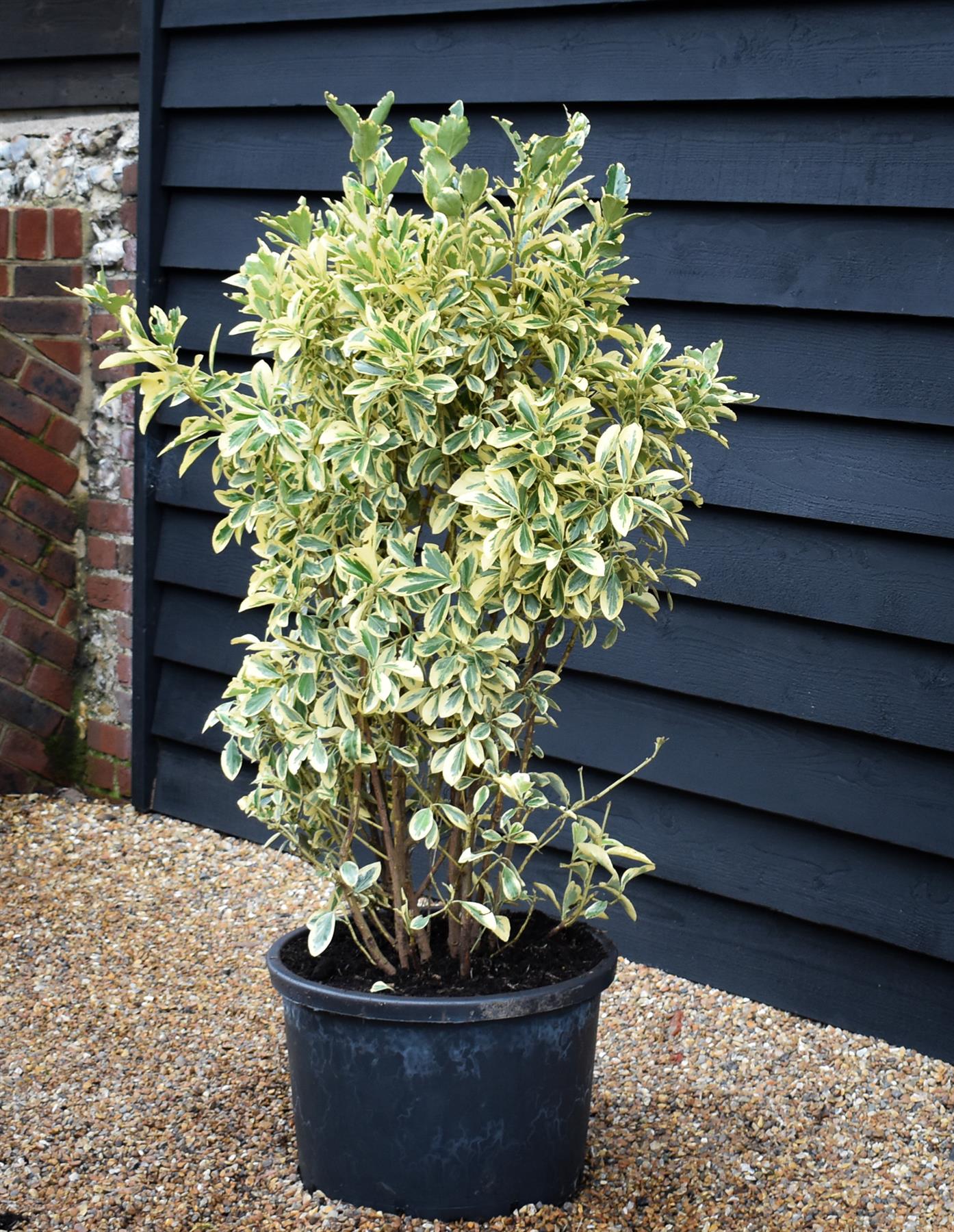 Euonymus japonicus 'Bravo' - Shrub - Variegated - Height 120-130cm - 40lt