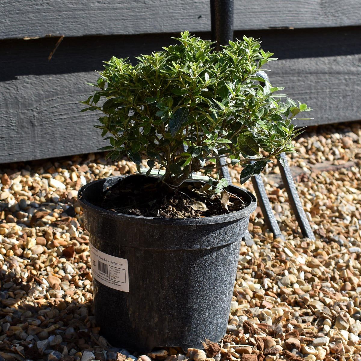 Pittosporum tenuifolium 'Beach Ball' - 15-25cm - 3lt