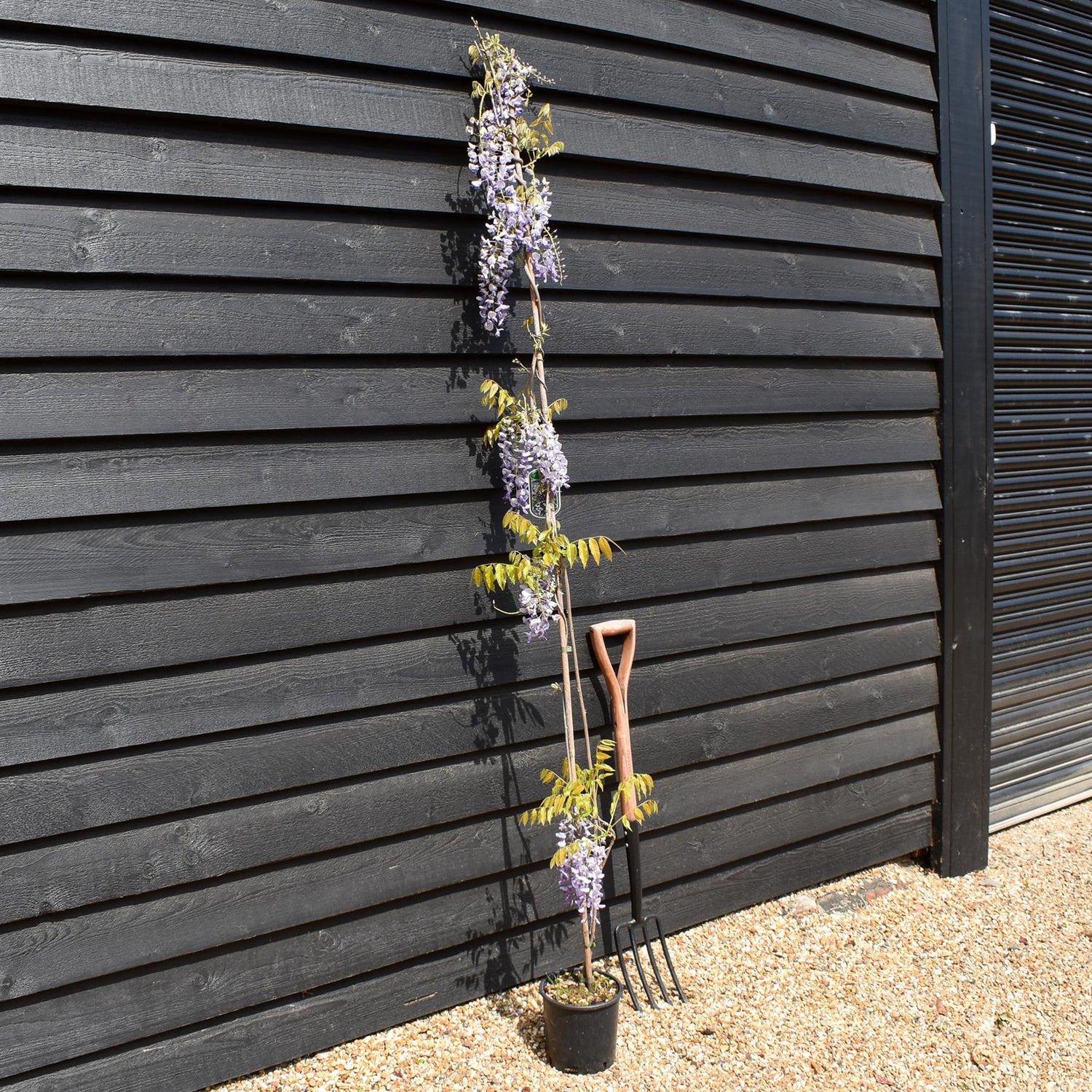 Wisteria floribunda ' Domino ' - Cane - Height 150-200cm - 3lt