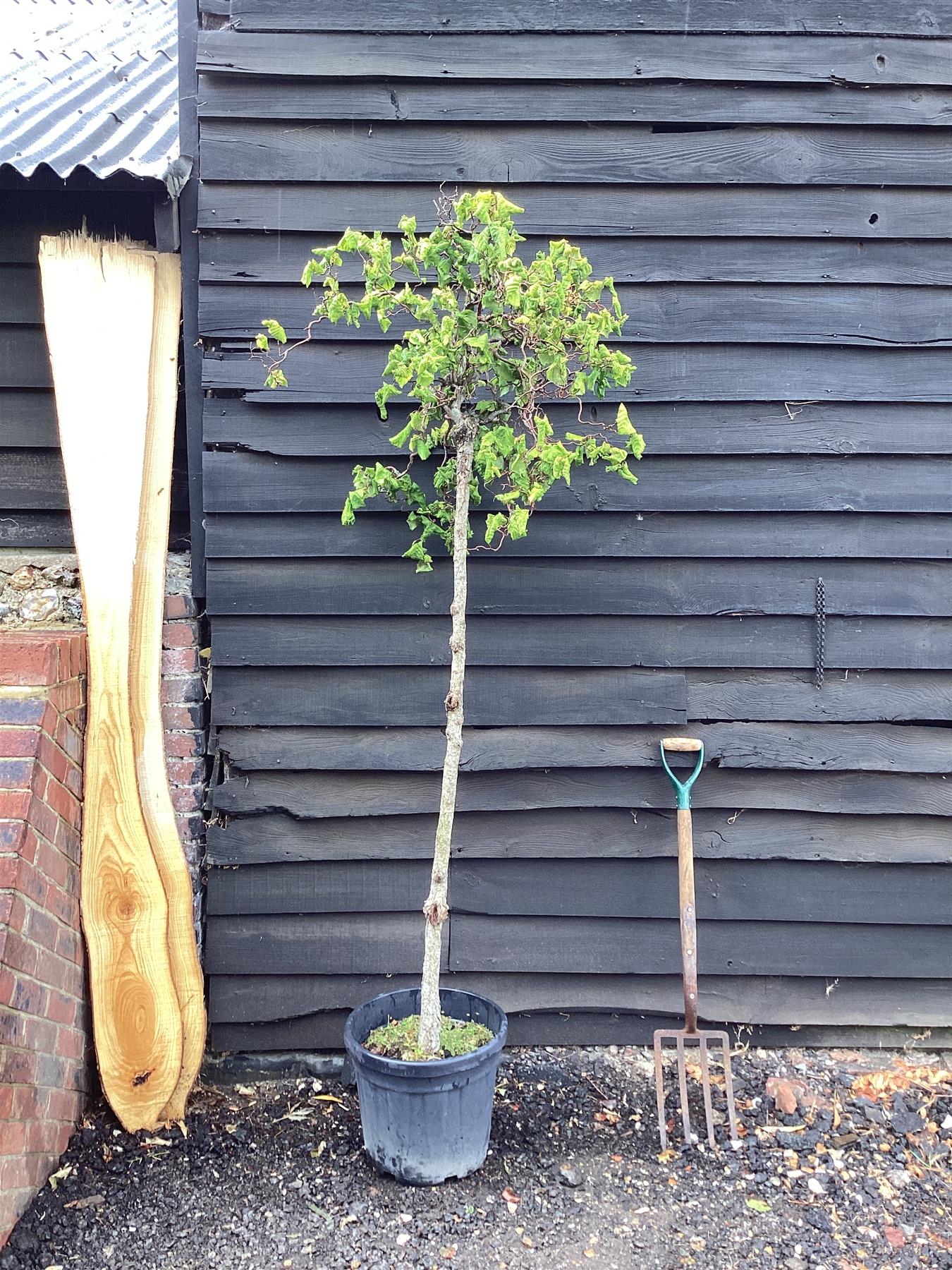 Corylus avellana 'Contorta' | Corkscrew Hazel - 300-350cm, 25lt