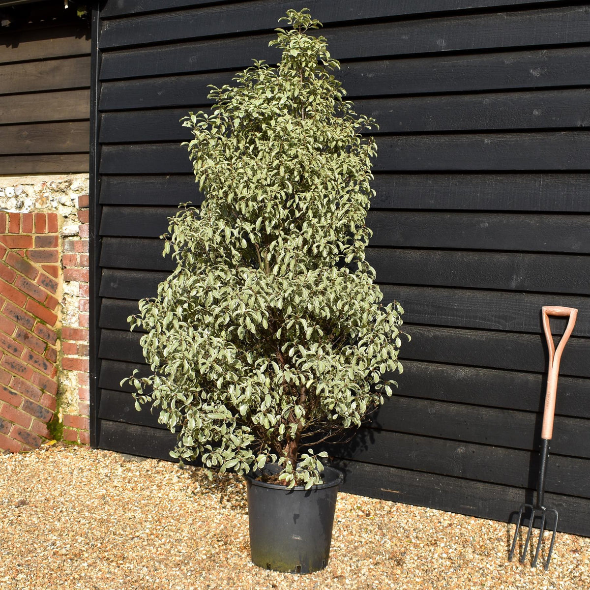 Pittosporum 'Silver Queen' - Height 150-180cm - 25lt