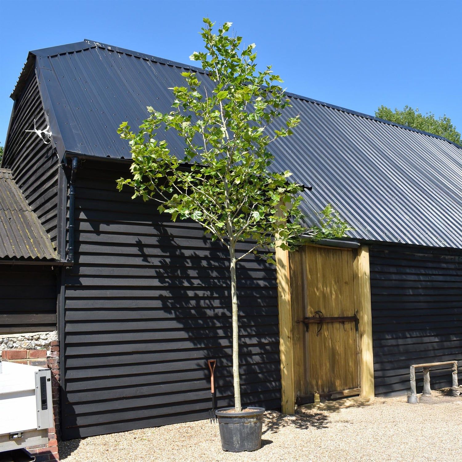 Platanus Acerifolia | London plane - 400cm-420cm - 14cm - 90lt