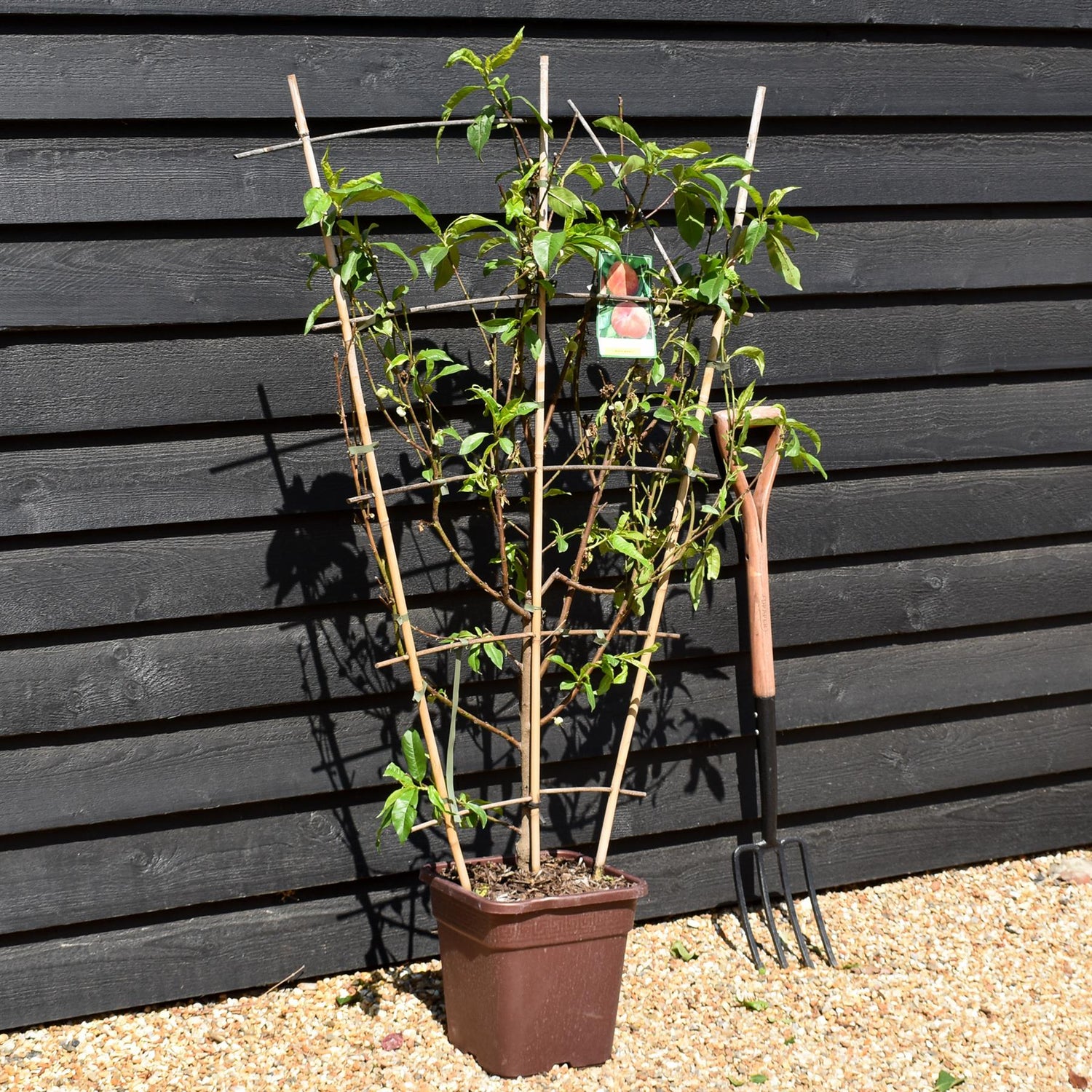 Peach peach | Prunus persica 'Piatto Bianco' - Frame - Height 135cm - 15lt