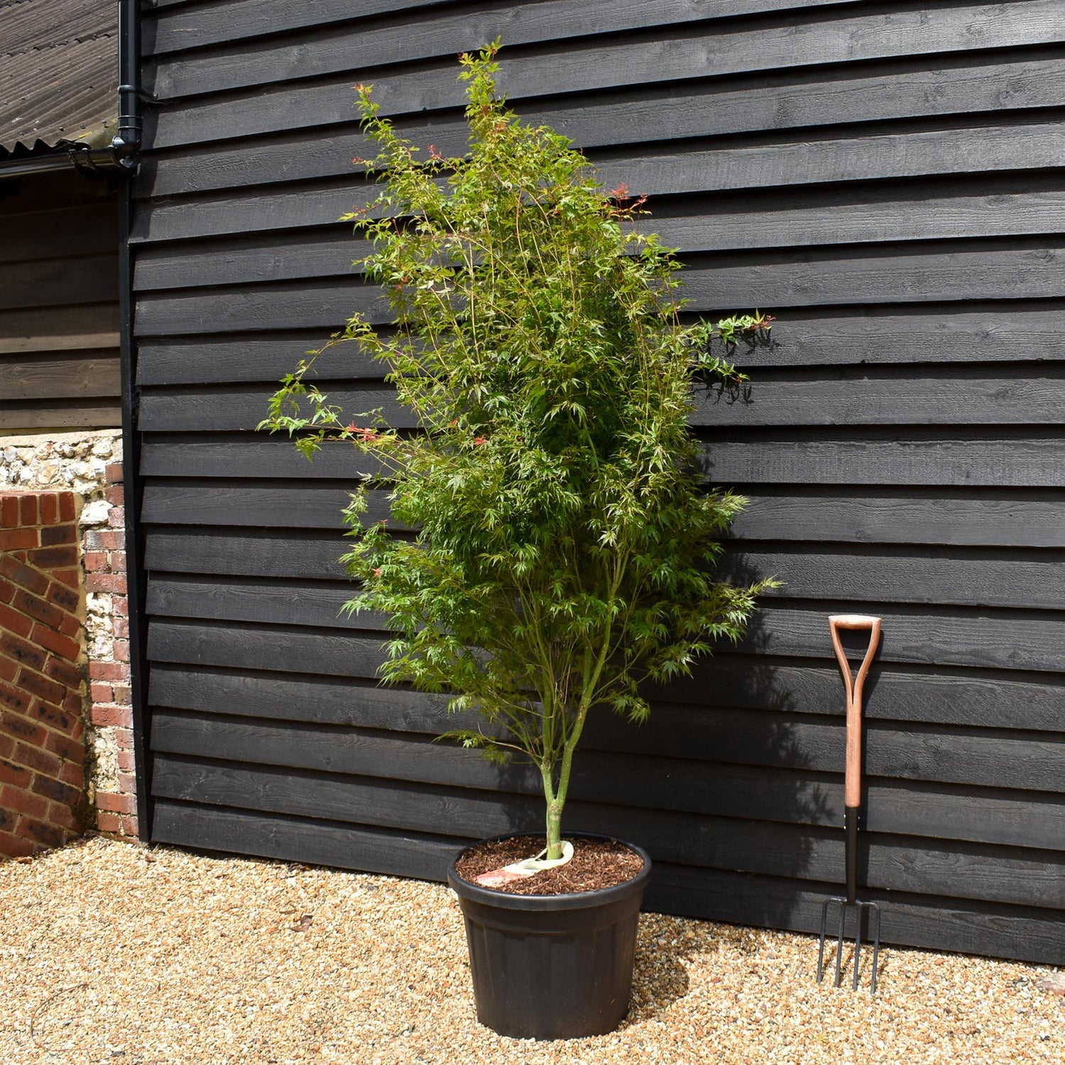 Japanese Maple |  Acer palmatum 'Wilson's Pink Dwarf' - Bushy - Height 170-200cm - 55lt