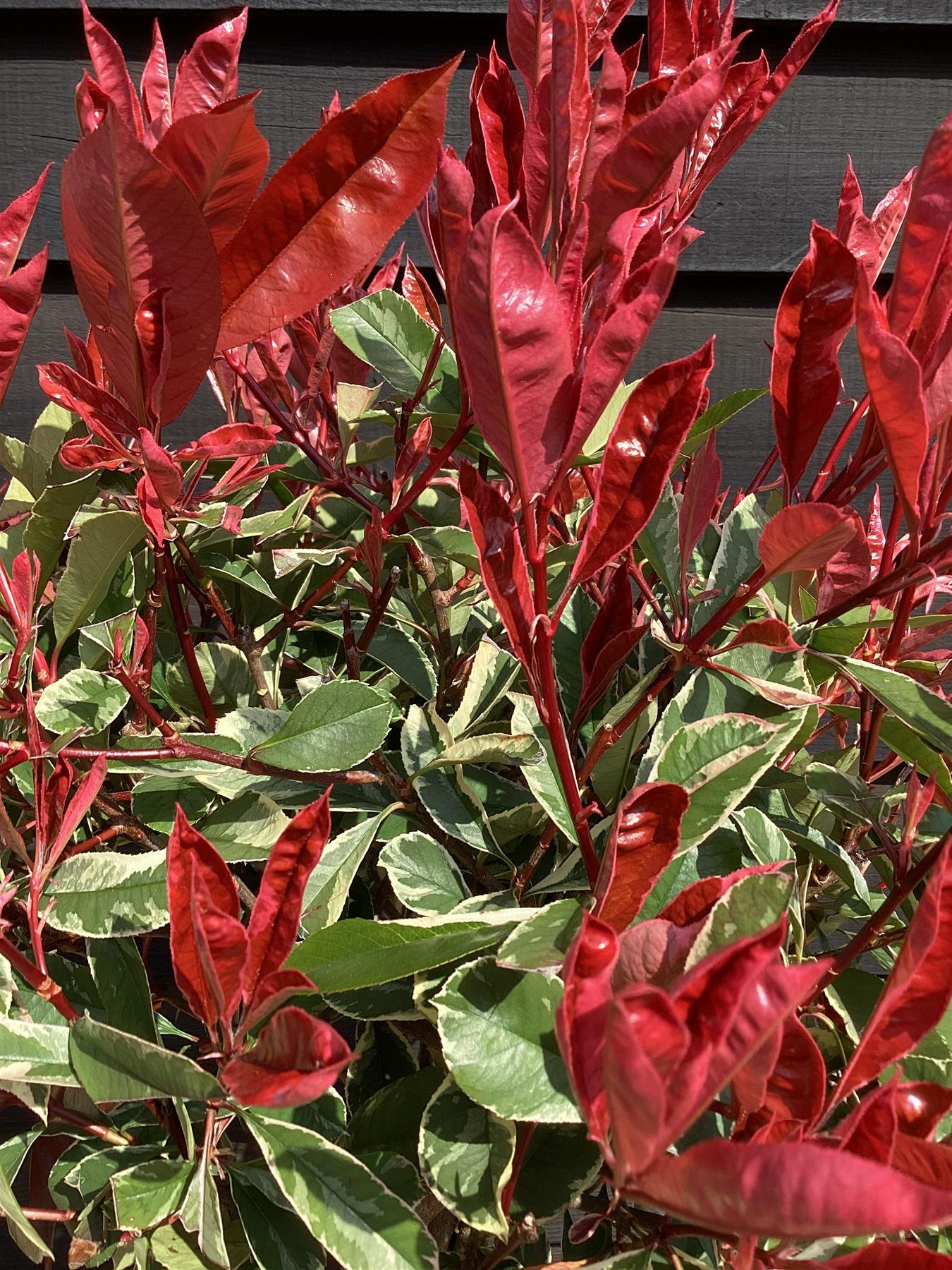 Photinia Pink Marble | Christmas berry Pink Marble 4-6cm - 170cm, 15lt