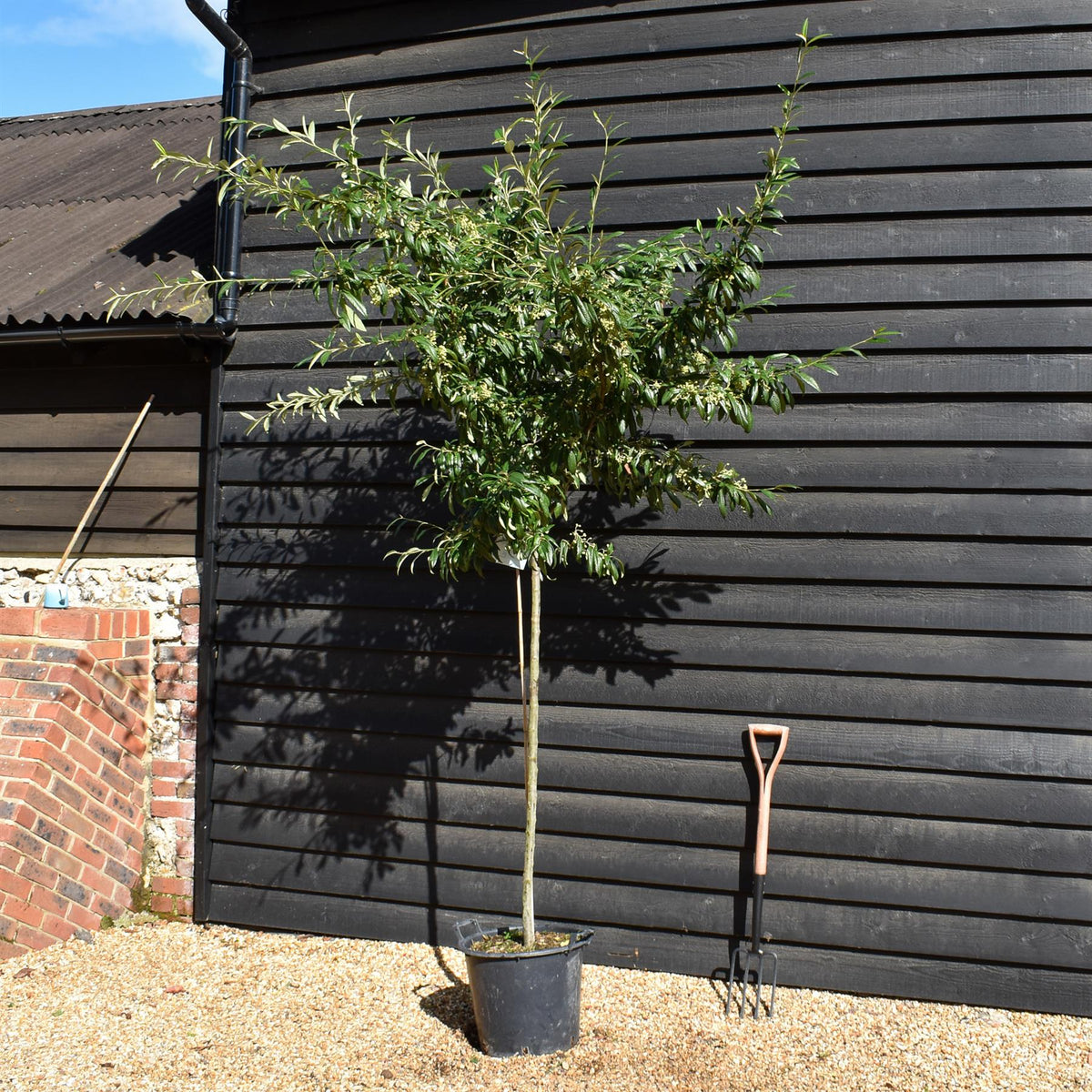 Cotoneaster 'Rothschildianus' | Willow-Leaved Cotoneaster - Clear Stem 120-130cm - Height 250-270cm - 30lt