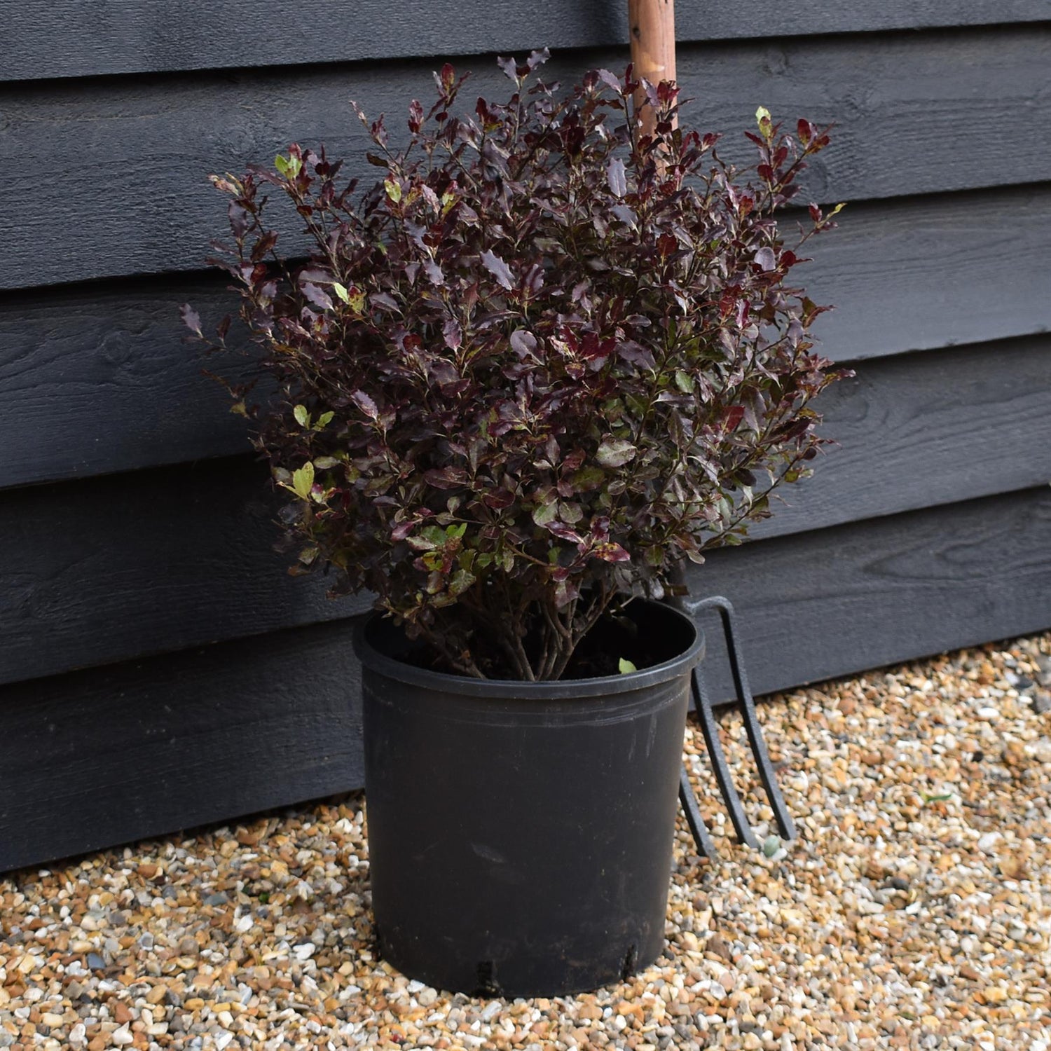 Pittosporum Tom Thumb - Shrub - Height 40-60cm - 10lt