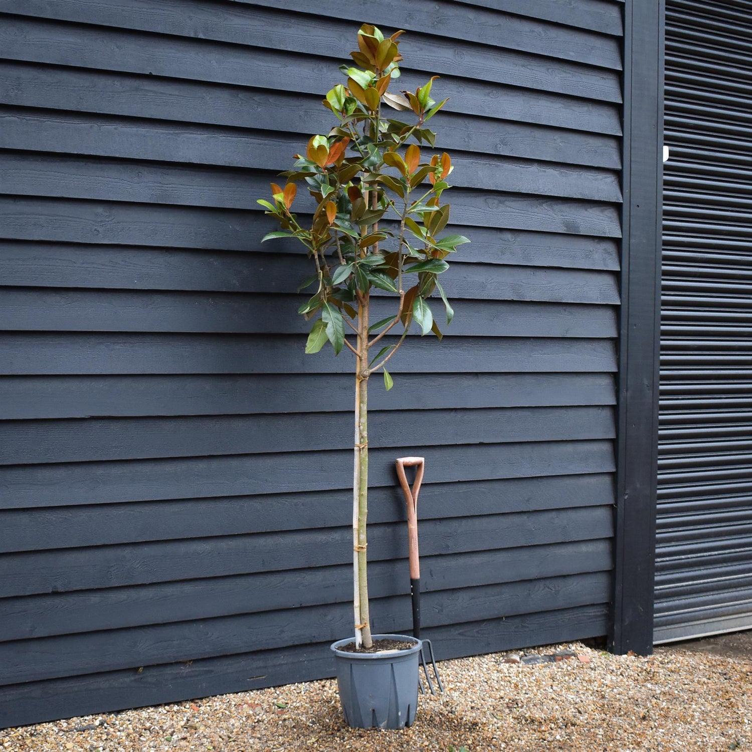 Magnolia grandiflora 'Galissonniere' | Southern magnolia 'Galissonniere' - Clear Stem - Girth 6-8cm - Height 220-230cm - 18lt
