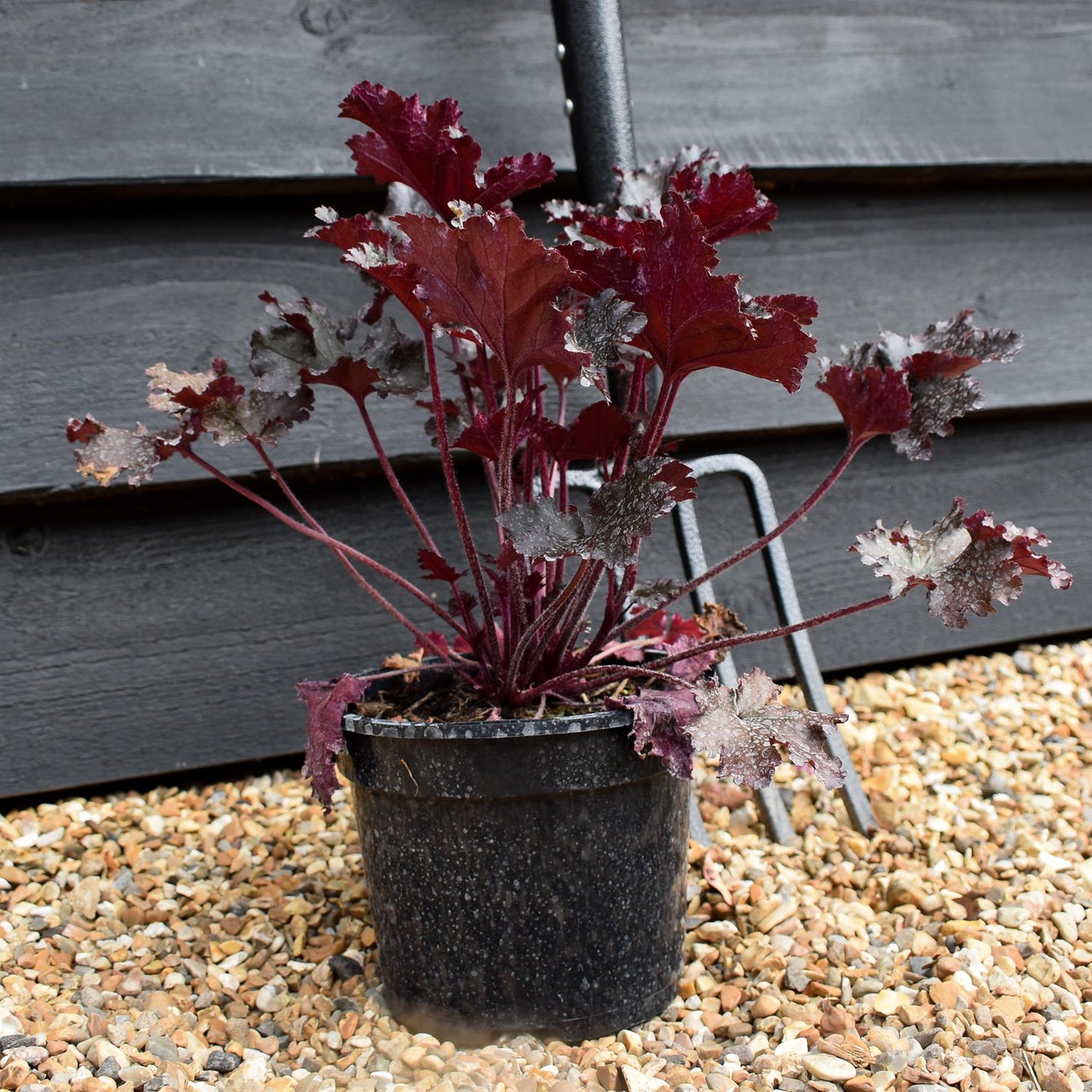 Heuchera 'Black Taffeta' - Height 25-30cm - 2lt