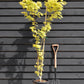 Acer palmatum 'Jordan' | Japanese maple 'Jordan' - Narrow - 160-180cm - 20lt