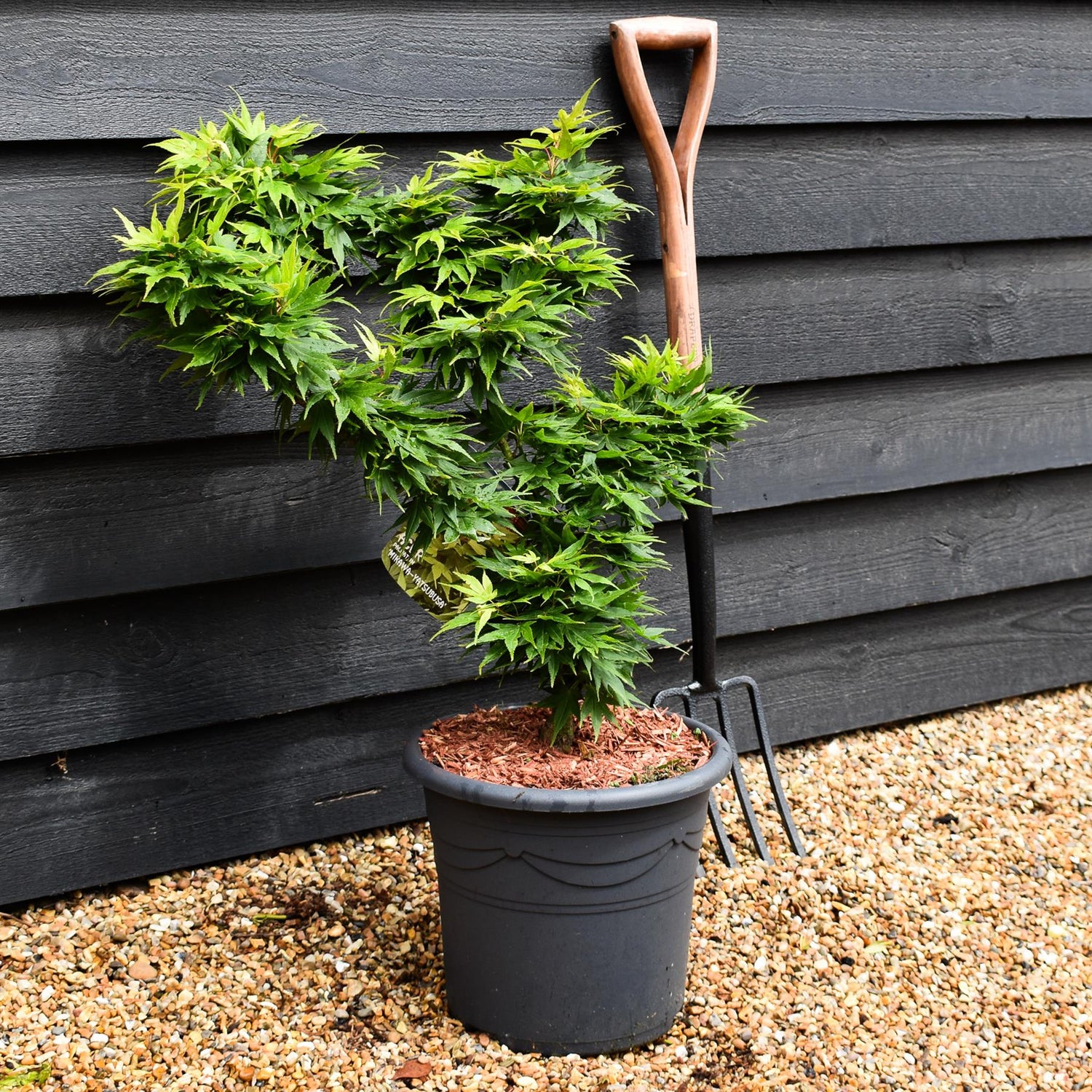 Acer palmatum 'Mikawa yatsubusa' | Japanese Maple - Height 60-80cm - 15lt