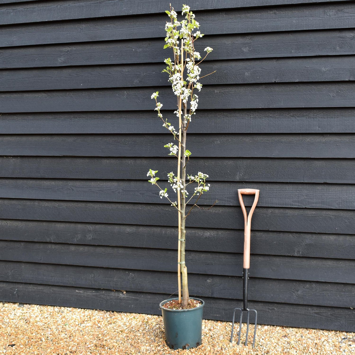 Pyrus calleryana 'Chanticleer' | Callery Pear - Height 180-220cm - 12lt