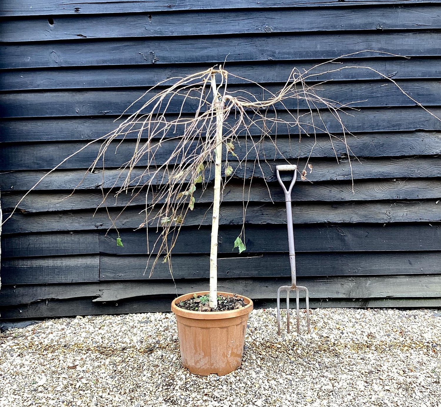 Young’s Weeping Silver Birch | Betula pendula Youngii  - Girth 8-10cm Height 120-135cm - 30lt