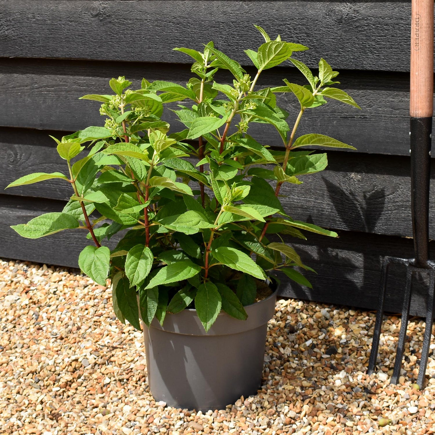 Hydrangea Paniculata 'Bonfire' - Height 40-50cm - 7.5lt