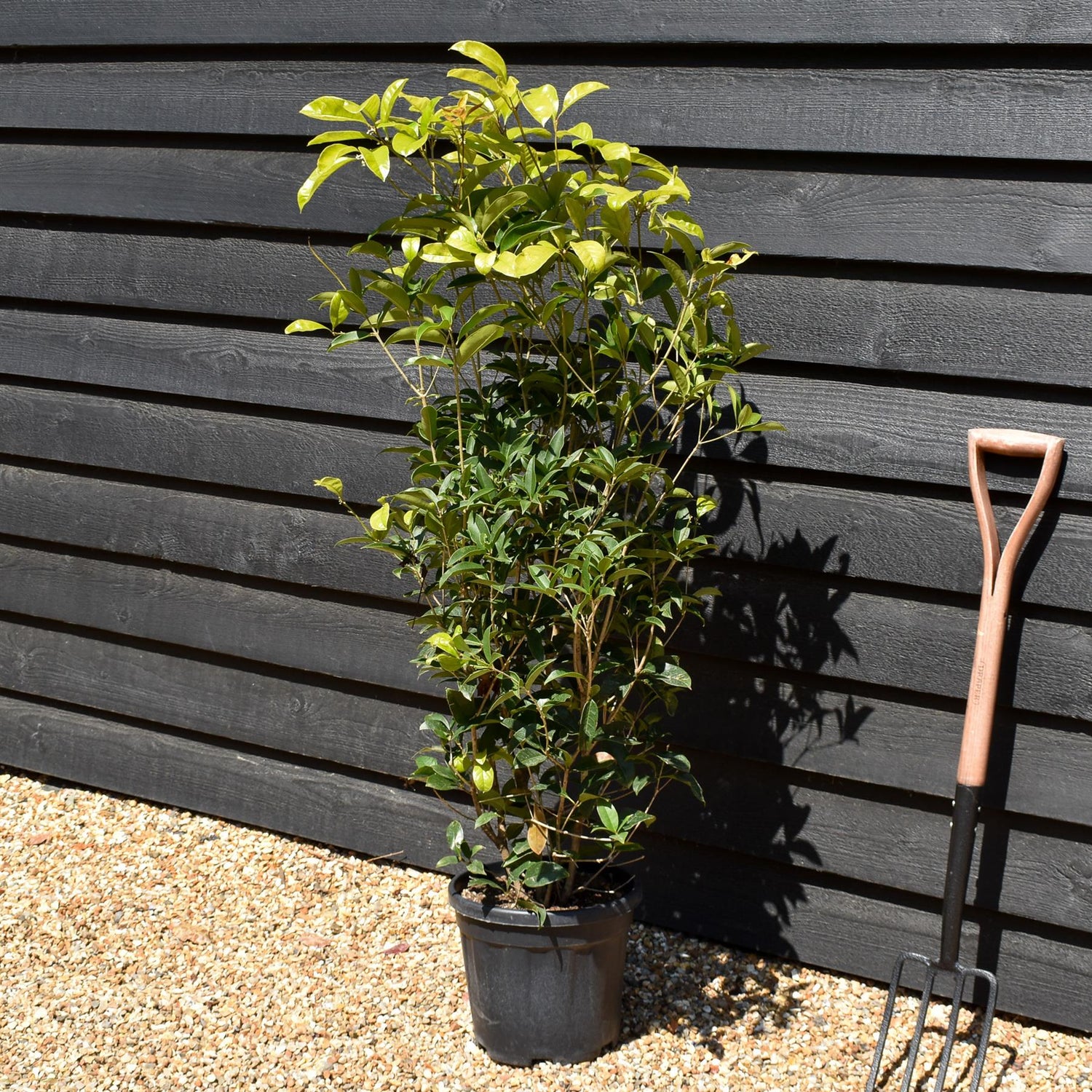 Osmanthus Fragrance - Shrub - Height 110-130cm -10lt