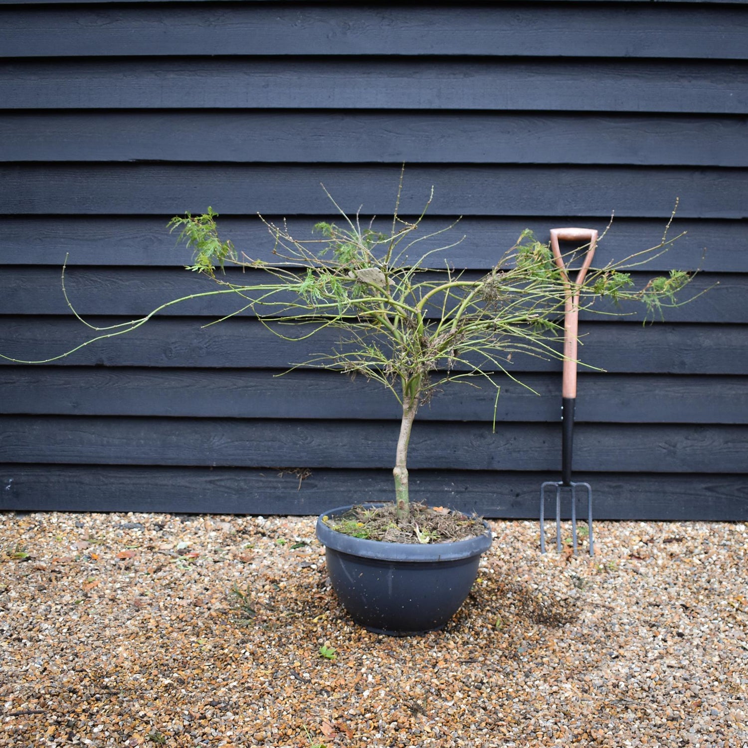 Acer palmatum dissectum | laceleaf Japanese maple -  Bowl - Clear Stem 30cm - Height 80-90cm - 40lt