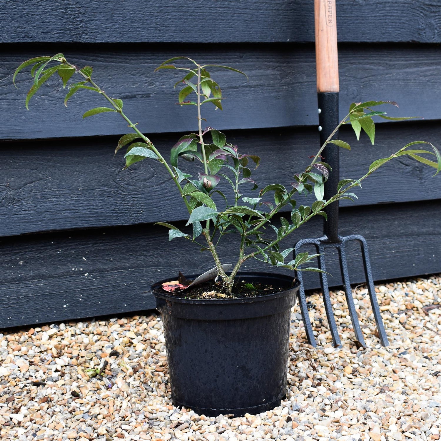 Euonymus alatus Compactus - Height 40-50cm - Bushy - 5lt