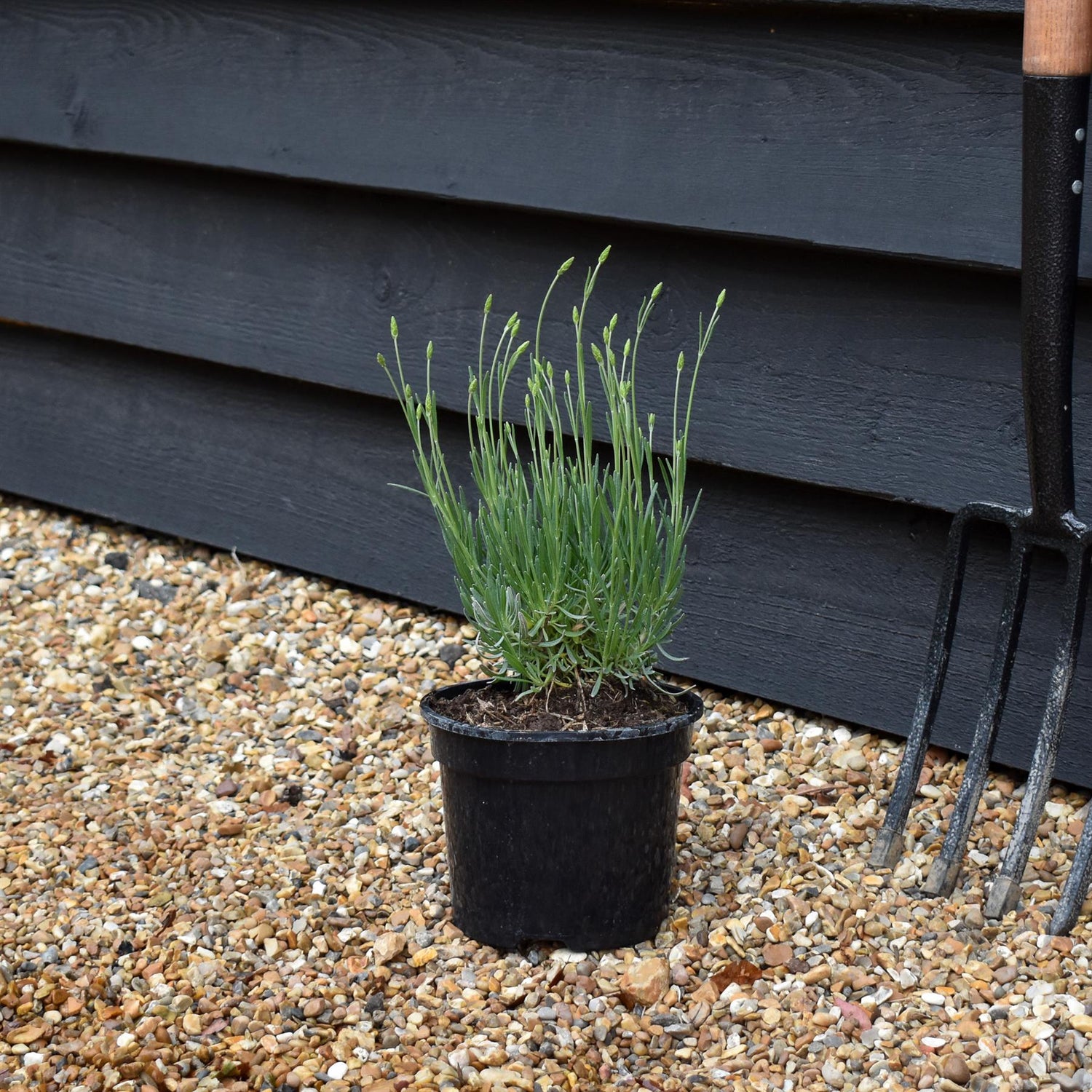 Lavandula x intermedia Phenomenal - 10-30cm, 3lt