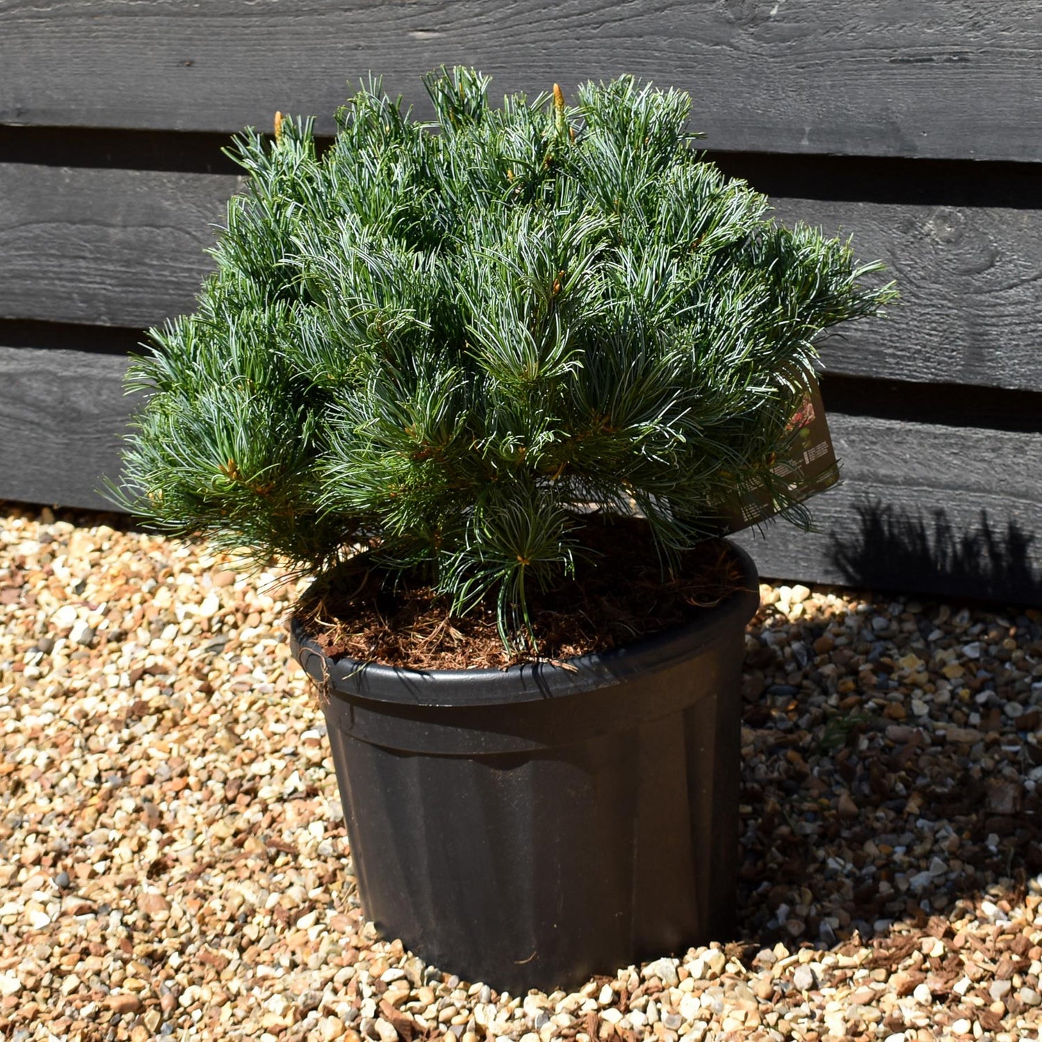 Pinus Parviflora 'Linda' - Height 30cm-40cm - Width 35-45cm - 11lt