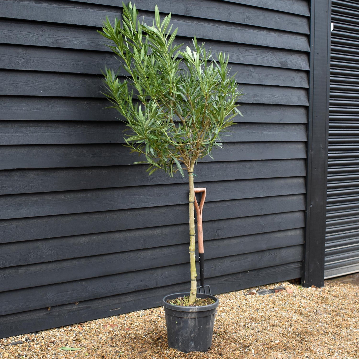 Nerium oleander - Bianco Semplice - Clear Stem 90-100cm - Height 190-220cm - 25lt