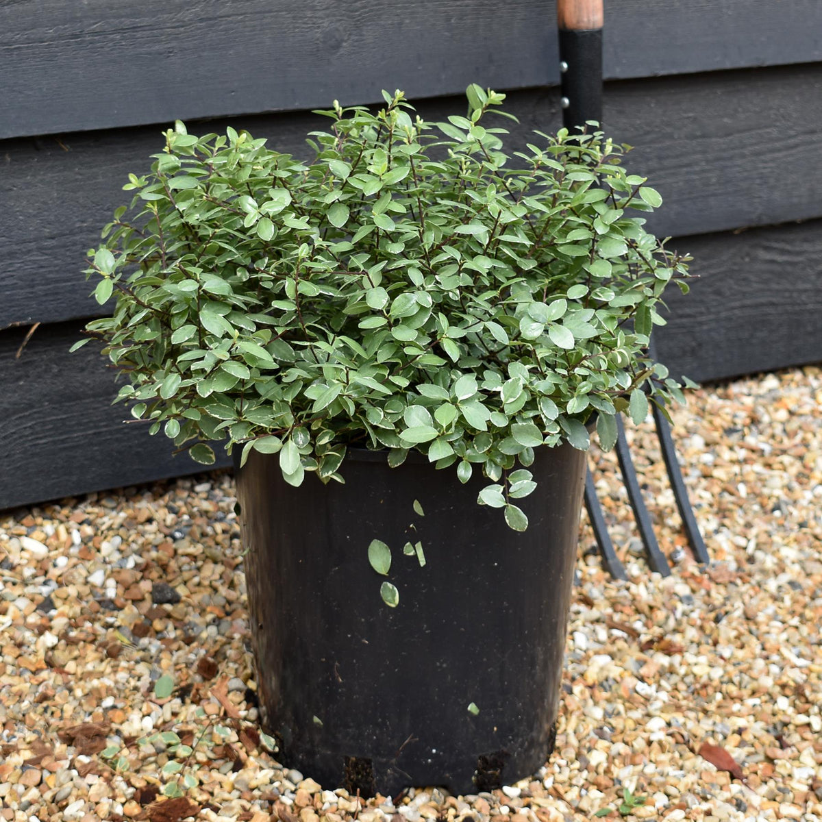 Pittosporum tenuifolium 'Silver Ball' - 40-50cm - 12lt