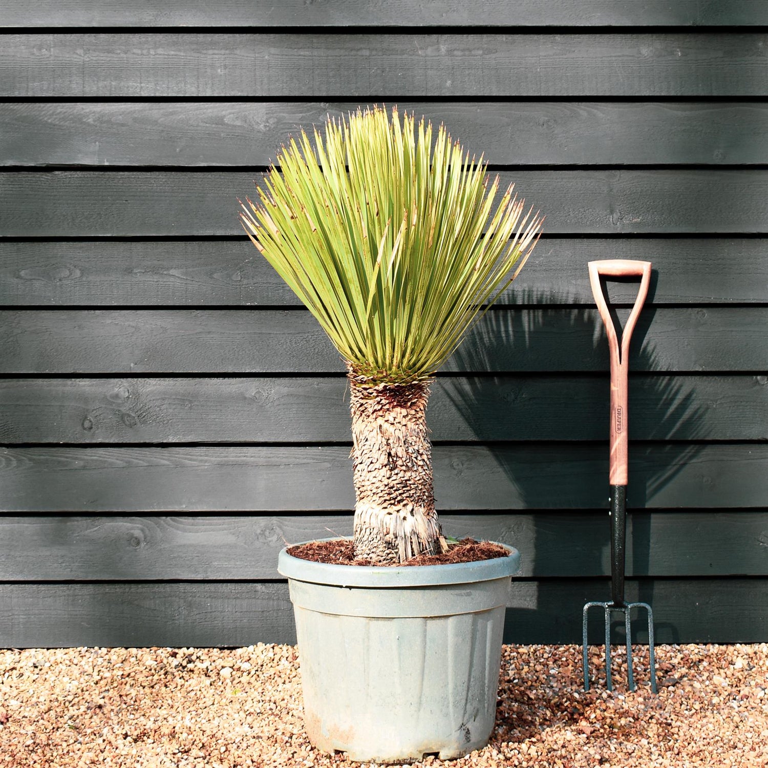 Yucca rostrata - Clear Stem 40-50cm - Height 100-110cm - 20lt