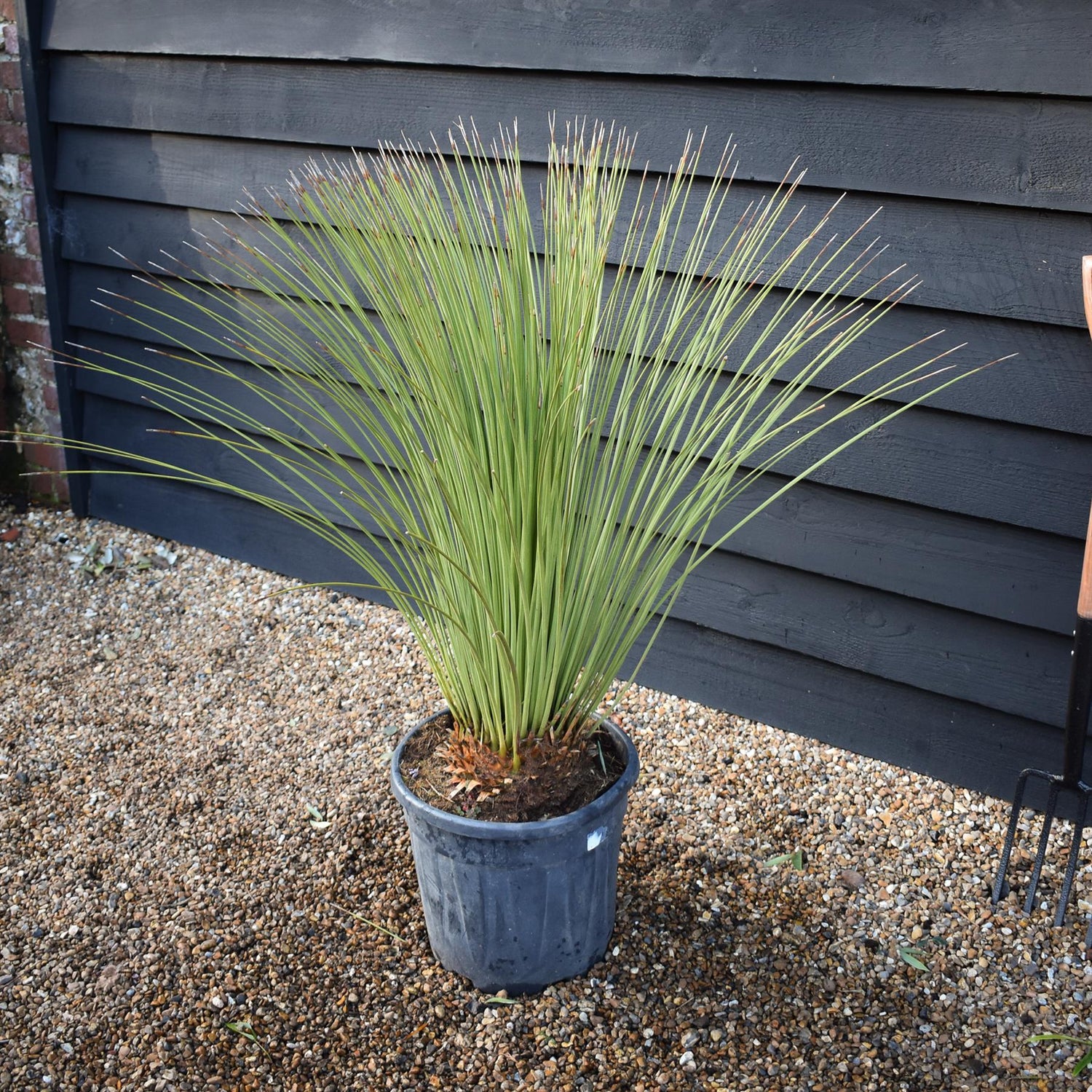 Dasylirion longissimum | Mexican Grass Tree - Height  90-110cm - 25lt