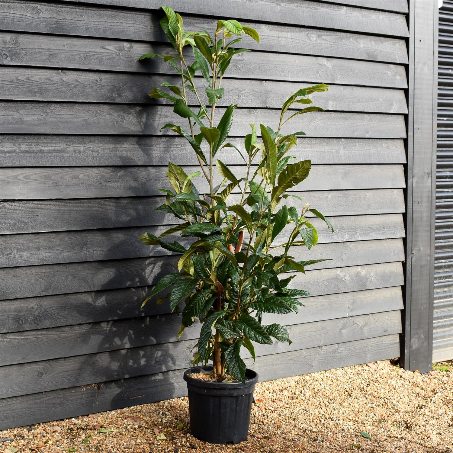 Eriobotrya japonica Shrub| Loquat, Japanese medlar  - Shrub - Height 180-190cm - 25lt